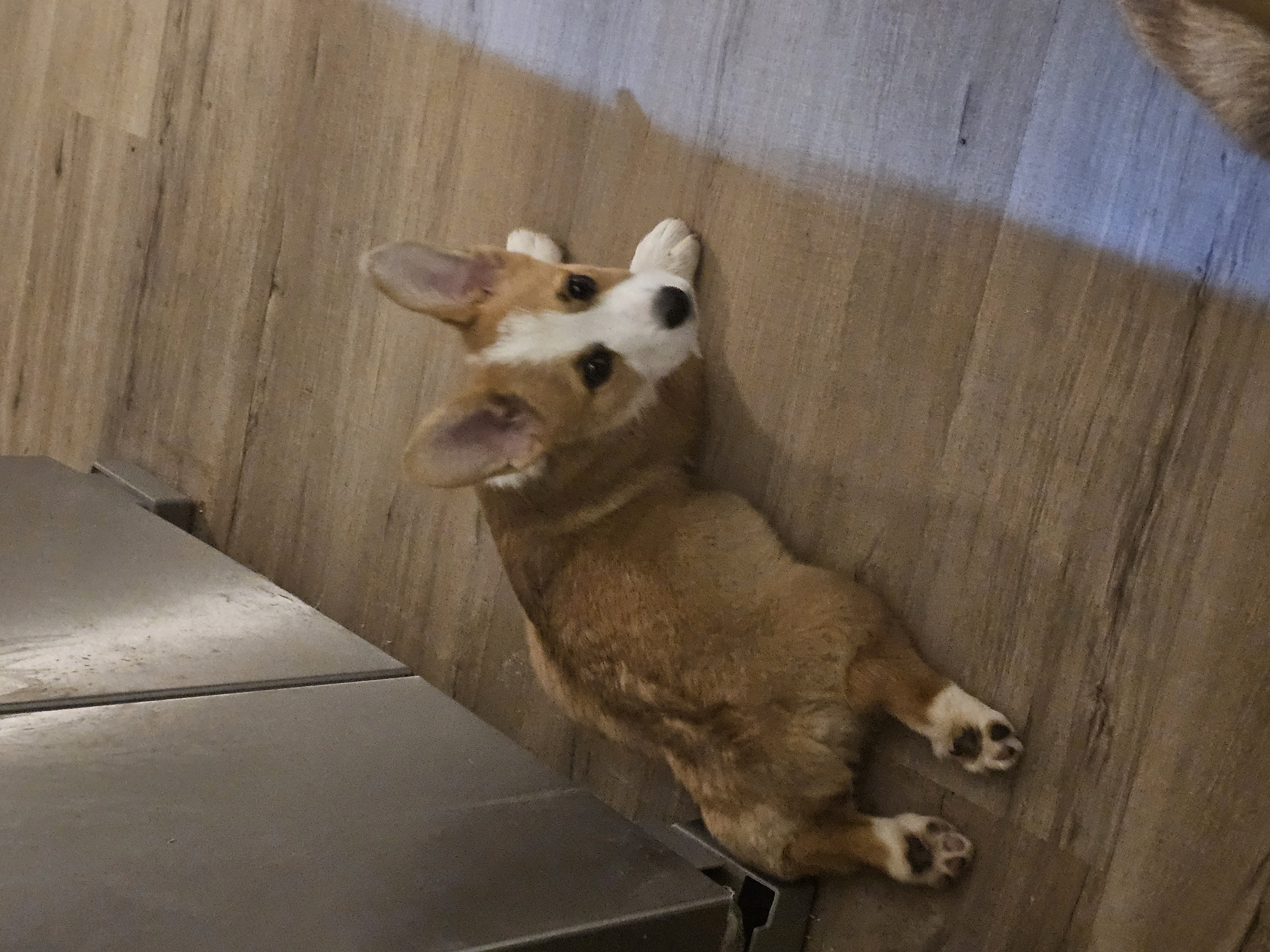 Pancake CKC – Cardigan Welsh Corgi, Pembroke Welsh Corgi puppy for sale in Yellville, AR