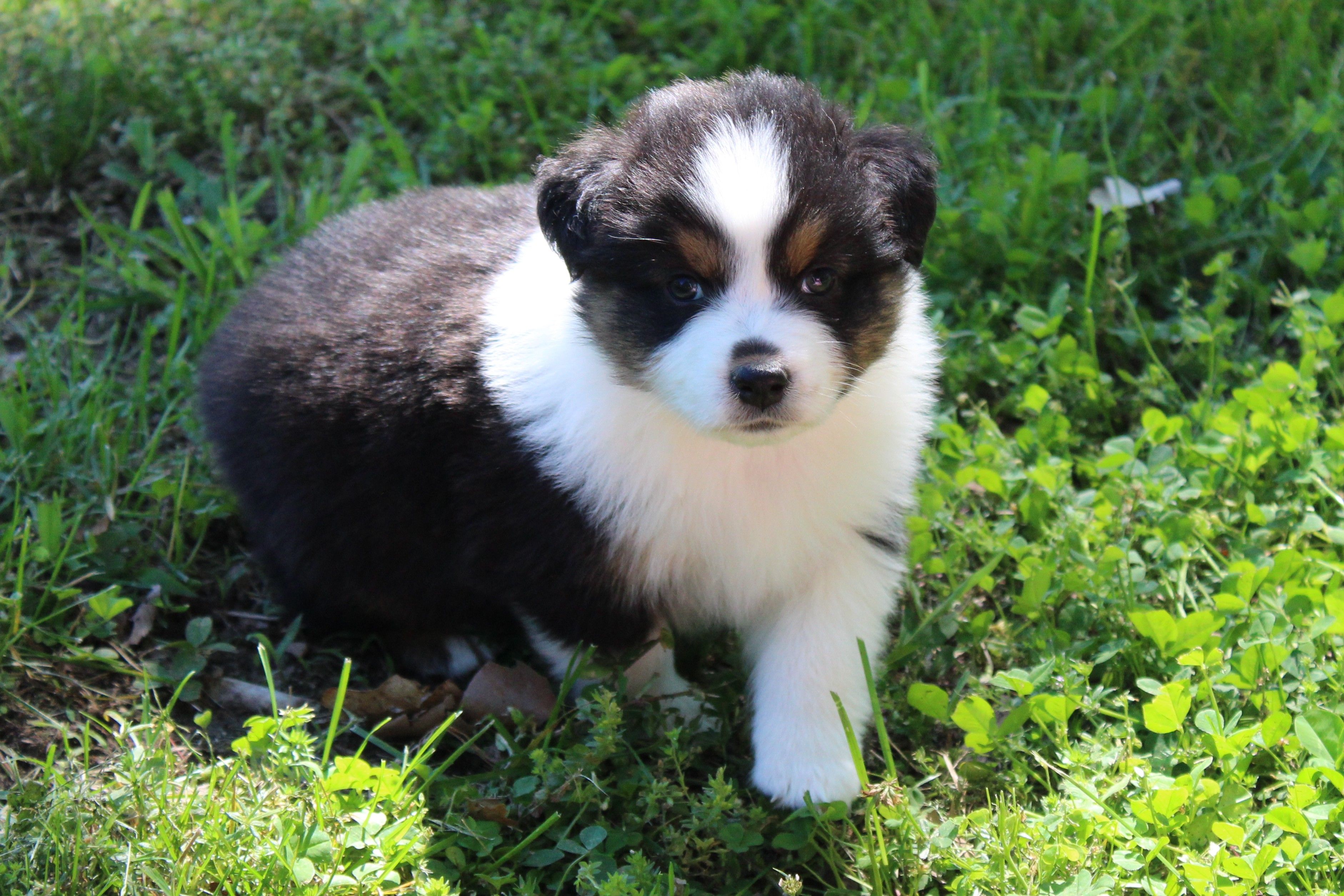 Winnie – Australian Shepherd puppy for sale in Kansas, OK