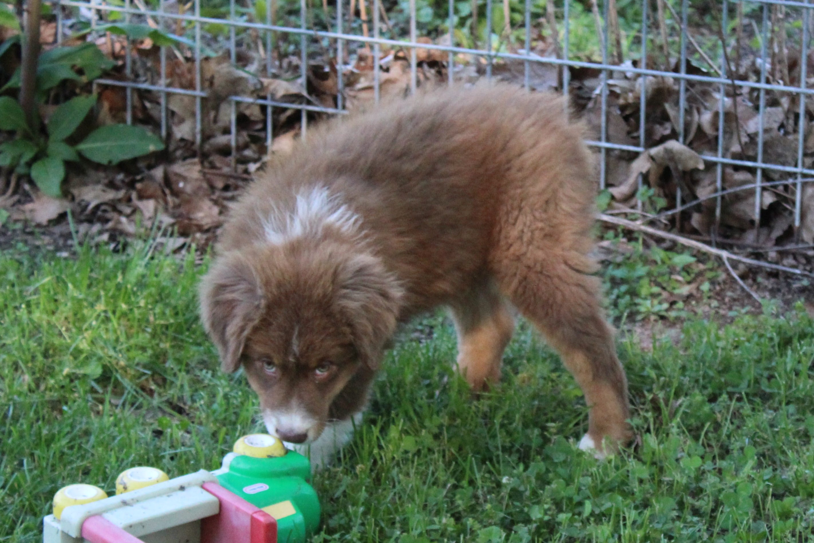 Theo – Australian Shepherd puppy for sale in Kansas, OK