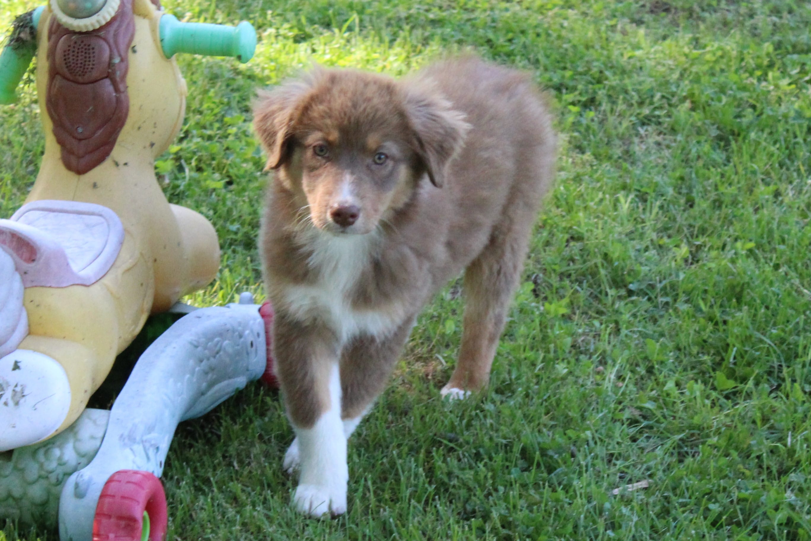 Tessa – Australian Shepherd puppy for sale in Kansas, OK