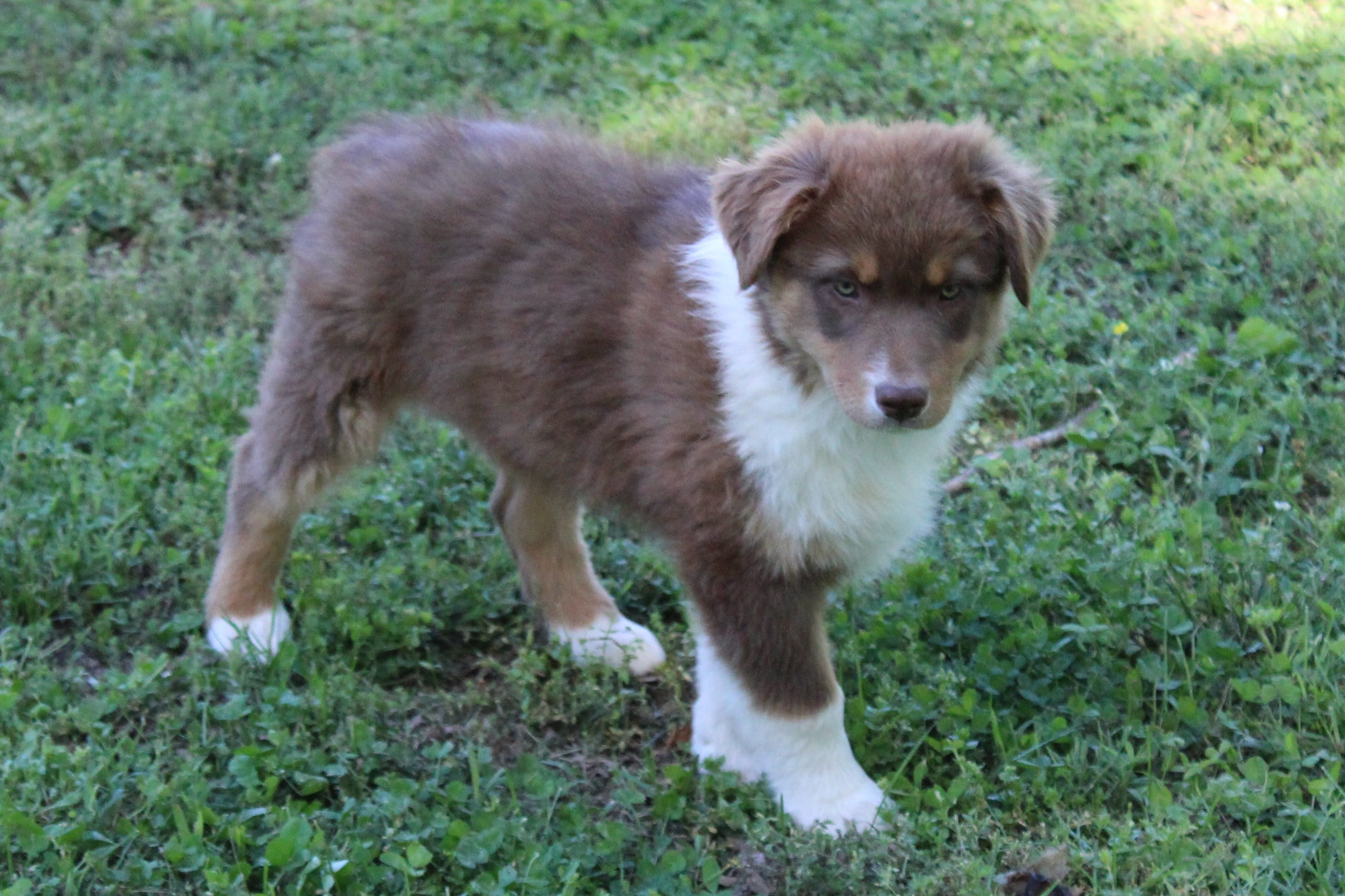 Samuel – Australian Shepherd puppy for sale in Kansas, OK
