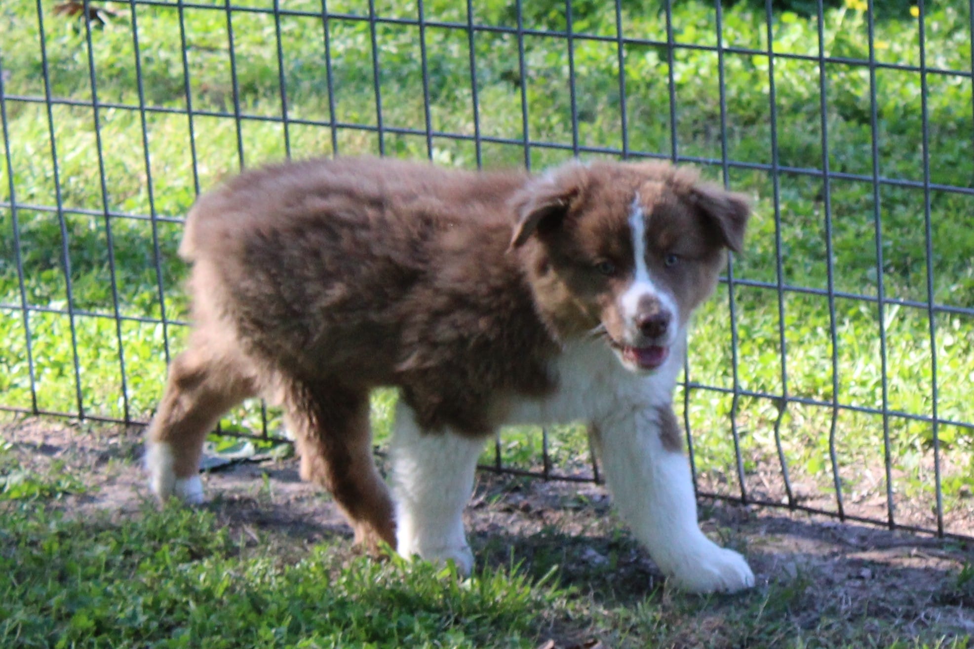 Uriah – Australian Shepherd puppy for sale in Kansas, OK