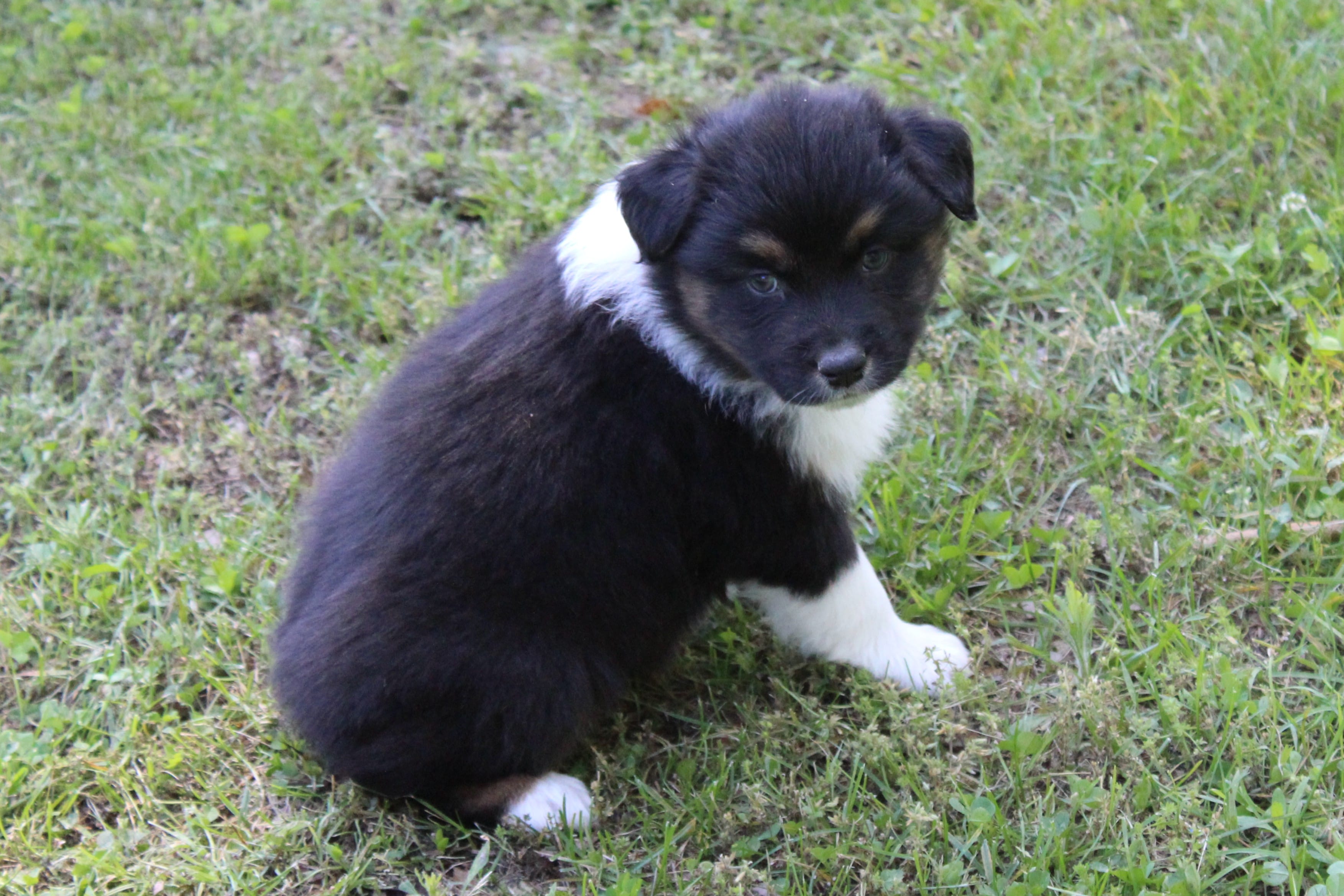 Weston – Australian Shepherd puppy for sale in Kansas, OK