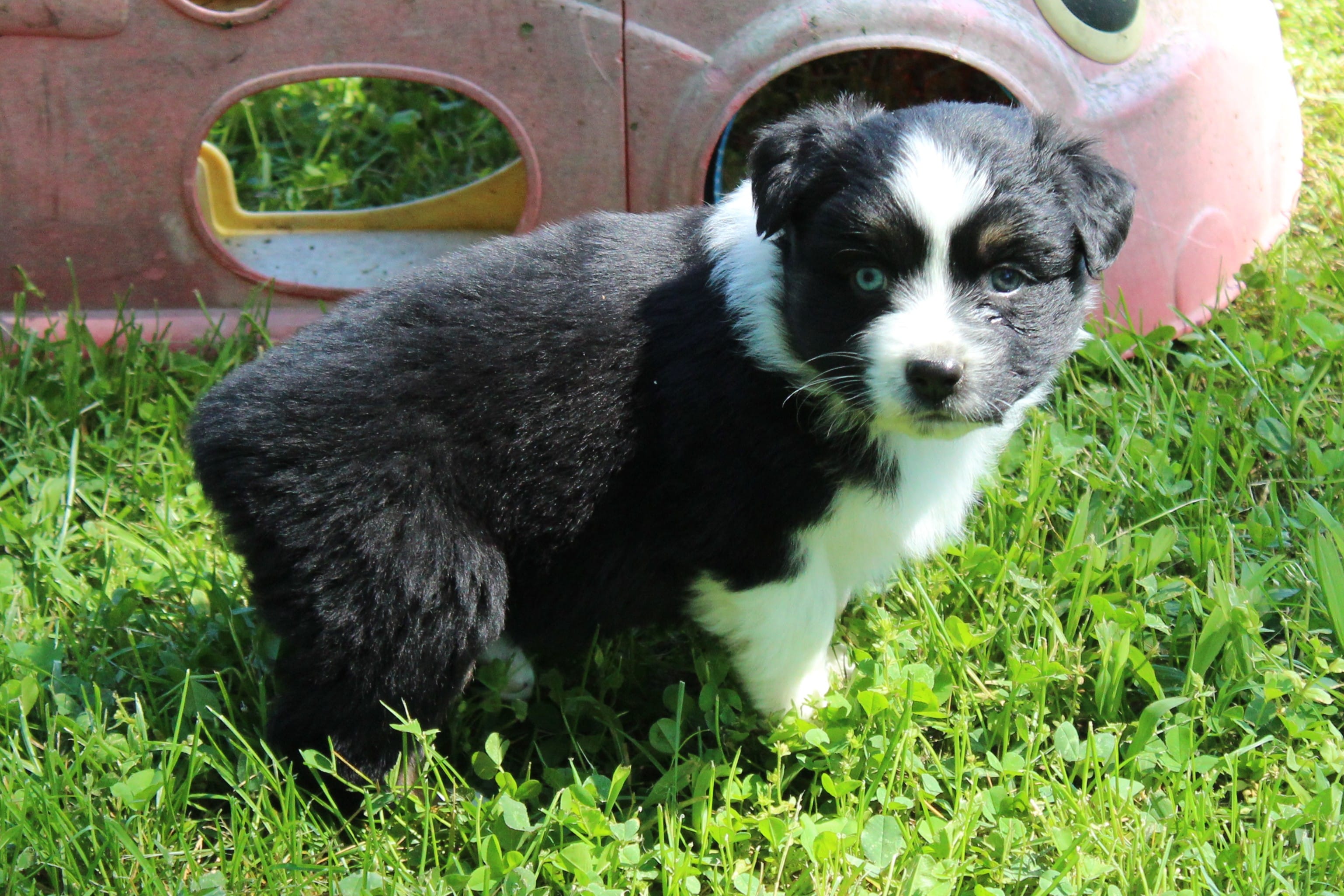 Wren – Australian Shepherd puppy for sale in Kansas, OK