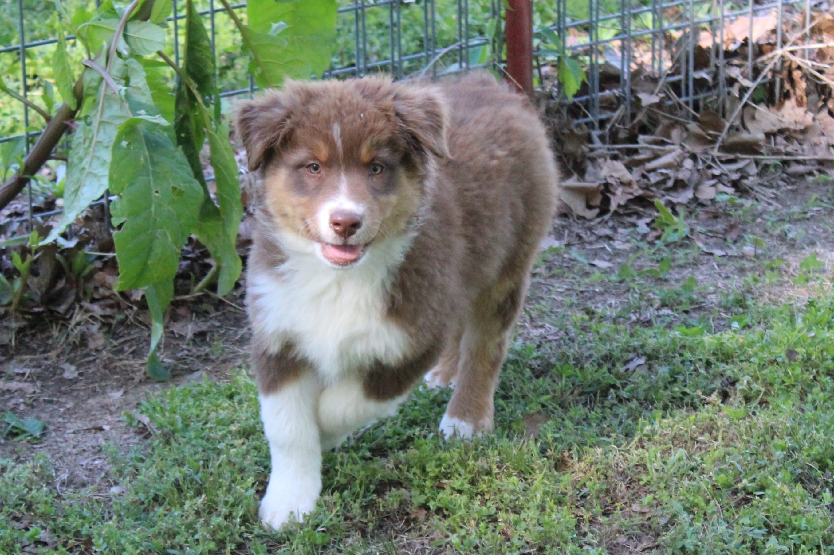 Sawyer – Australian Shepherd puppy for sale in Kansas, OK