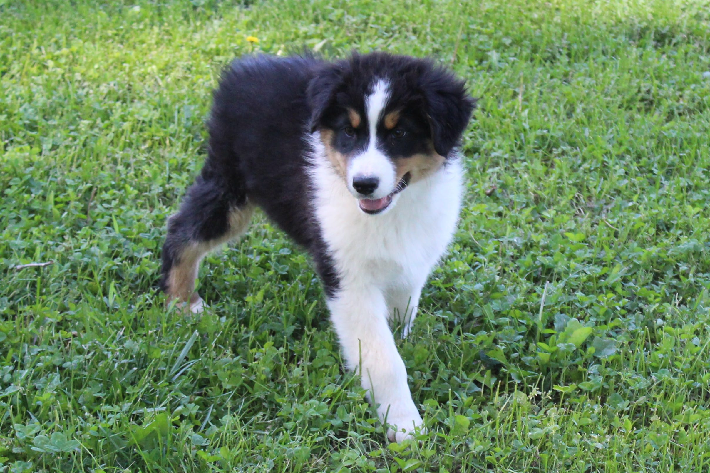 Simon – Australian Shepherd puppy for sale in Kansas, OK