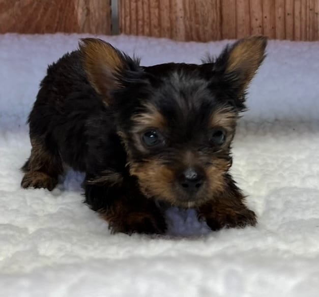 Buttercup2 – Yorkshire Terrier puppy for sale in Belden, MS