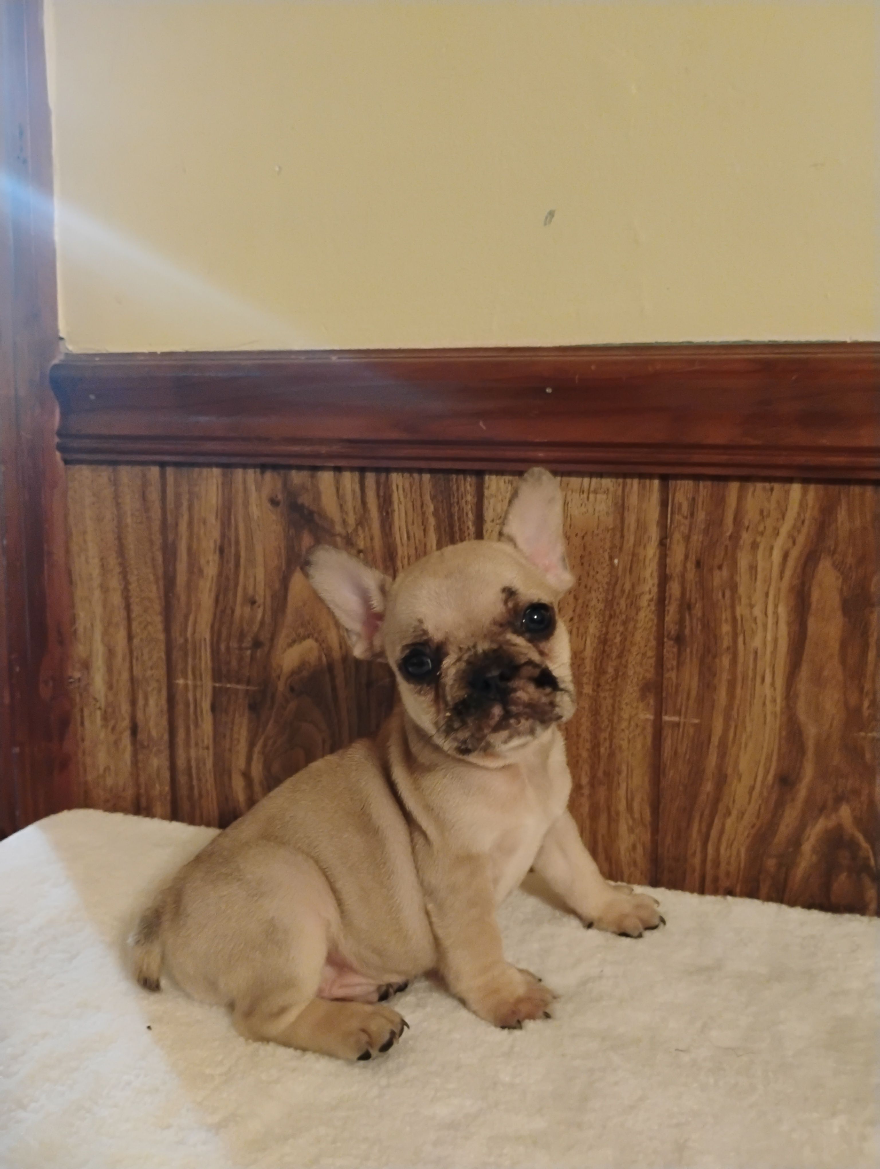Ghost – French Bulldog puppy for sale in Stantonsburg, NC