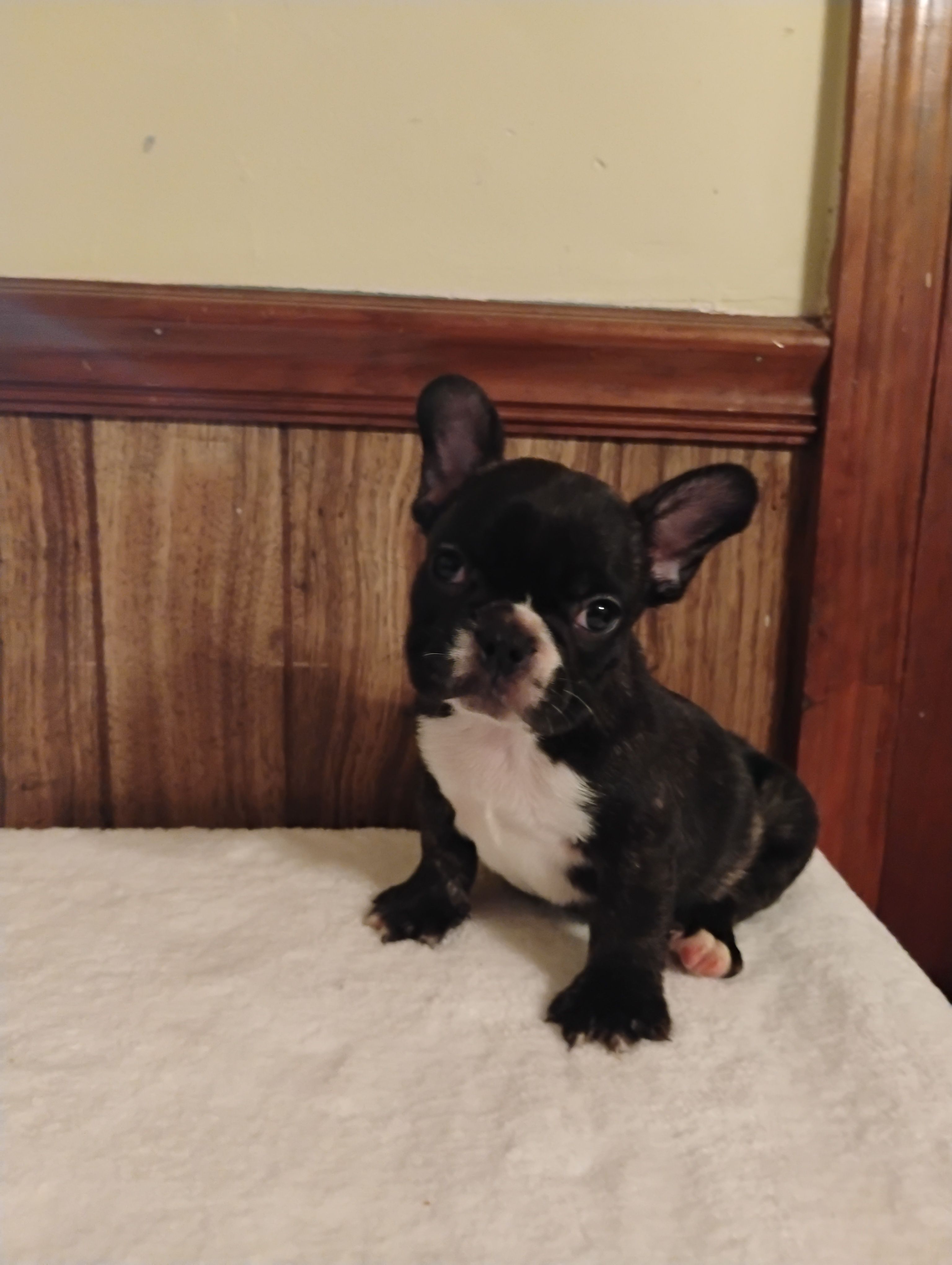 Hugo – French Bulldog puppy for sale in Stantonsburg, NC