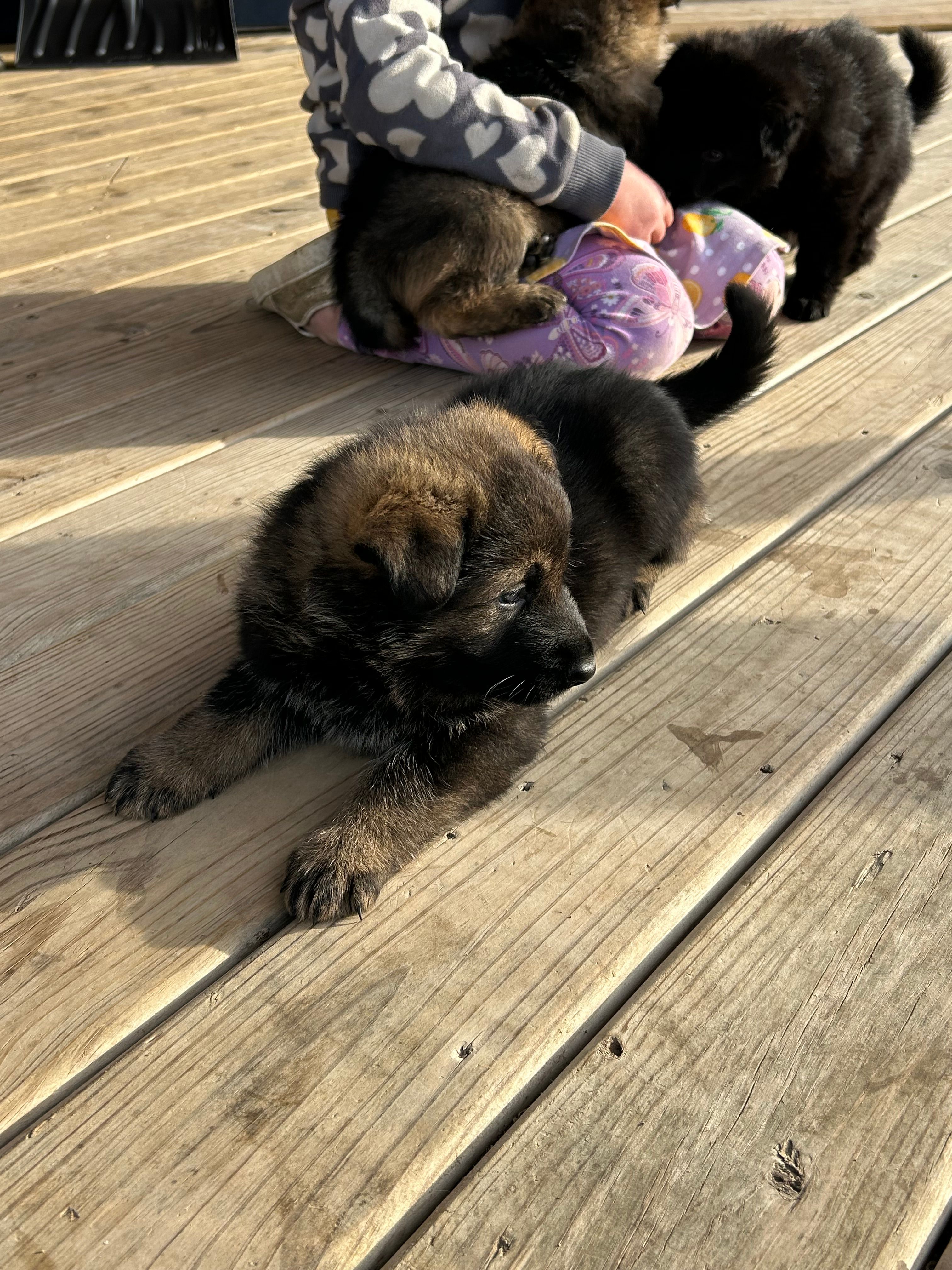 Enzo – German Shepherd Dog puppy for sale in Blue River, WI