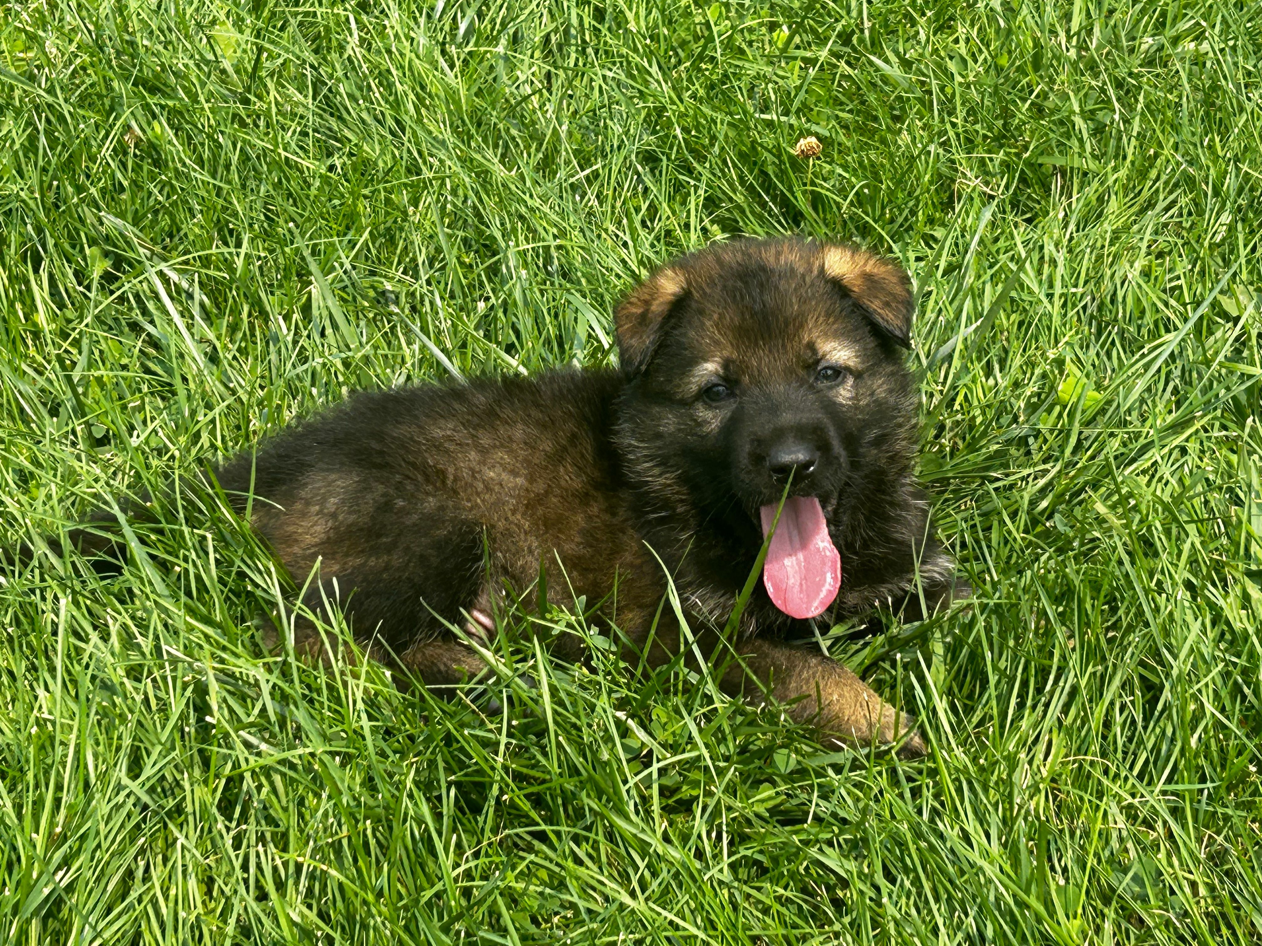 Willow/ Duke – German Shepherd Dog puppy for sale in Blue River, WI