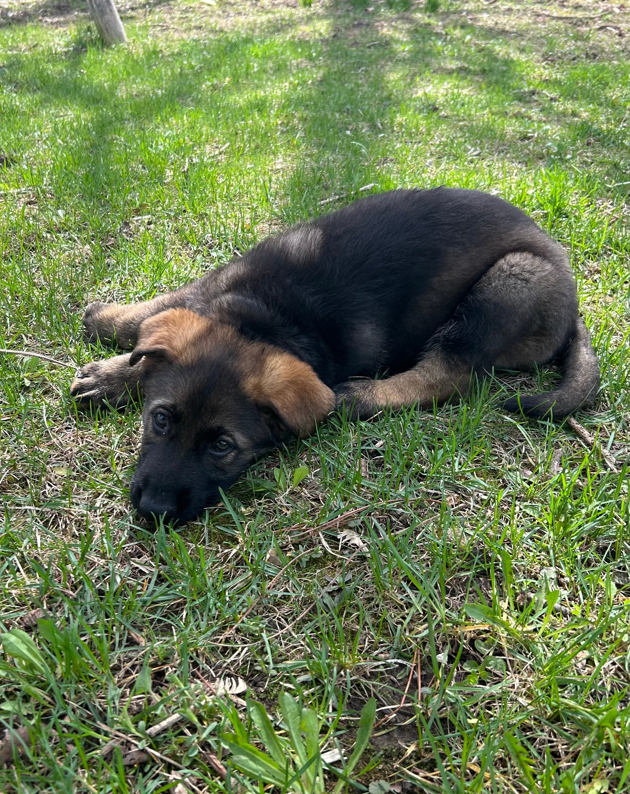 Everest – German Shepherd Dog puppy for sale in Blue River, WI