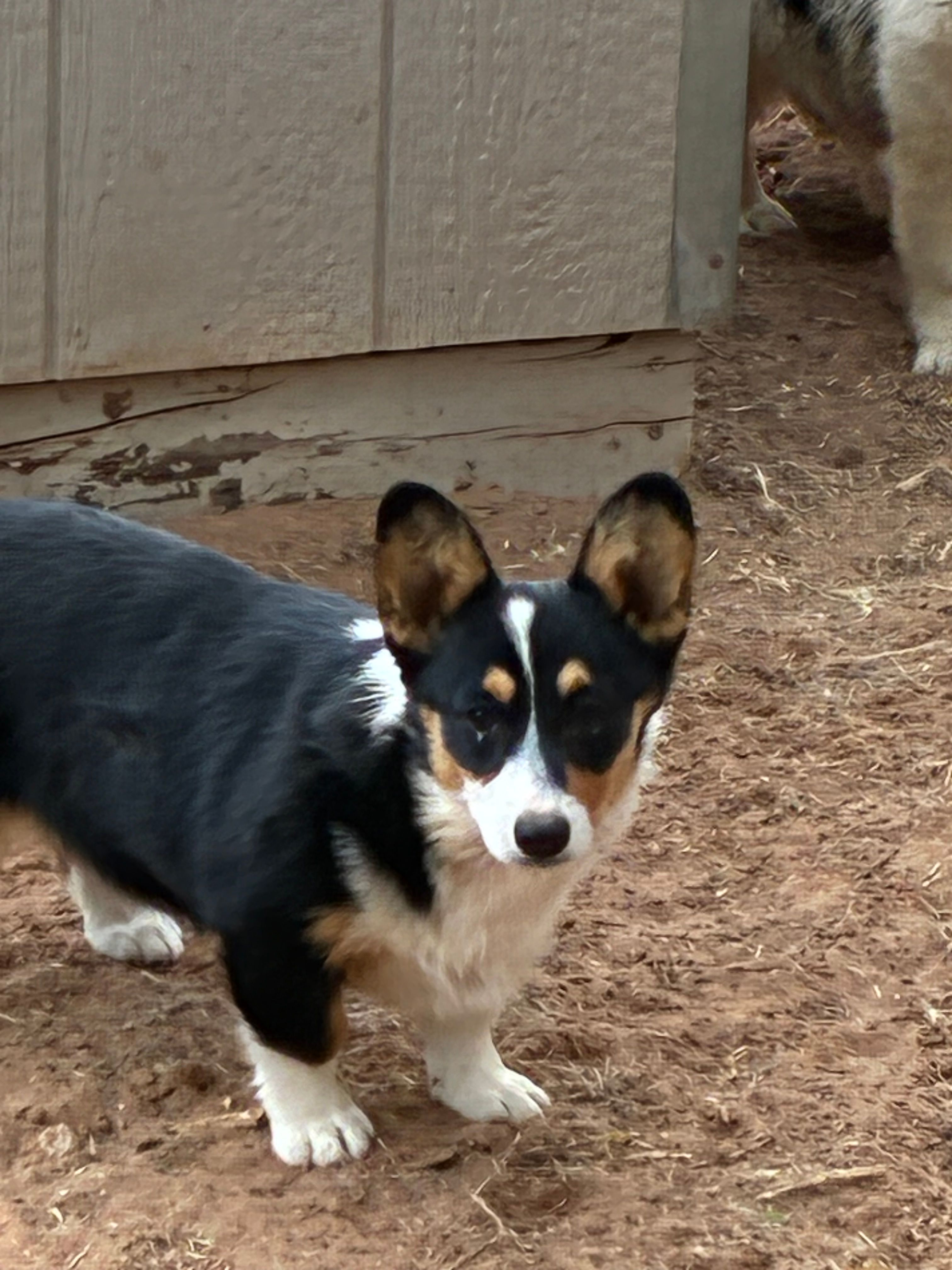 Cinch – Pembroke Welsh Corgi puppy for sale in Clovis, NM