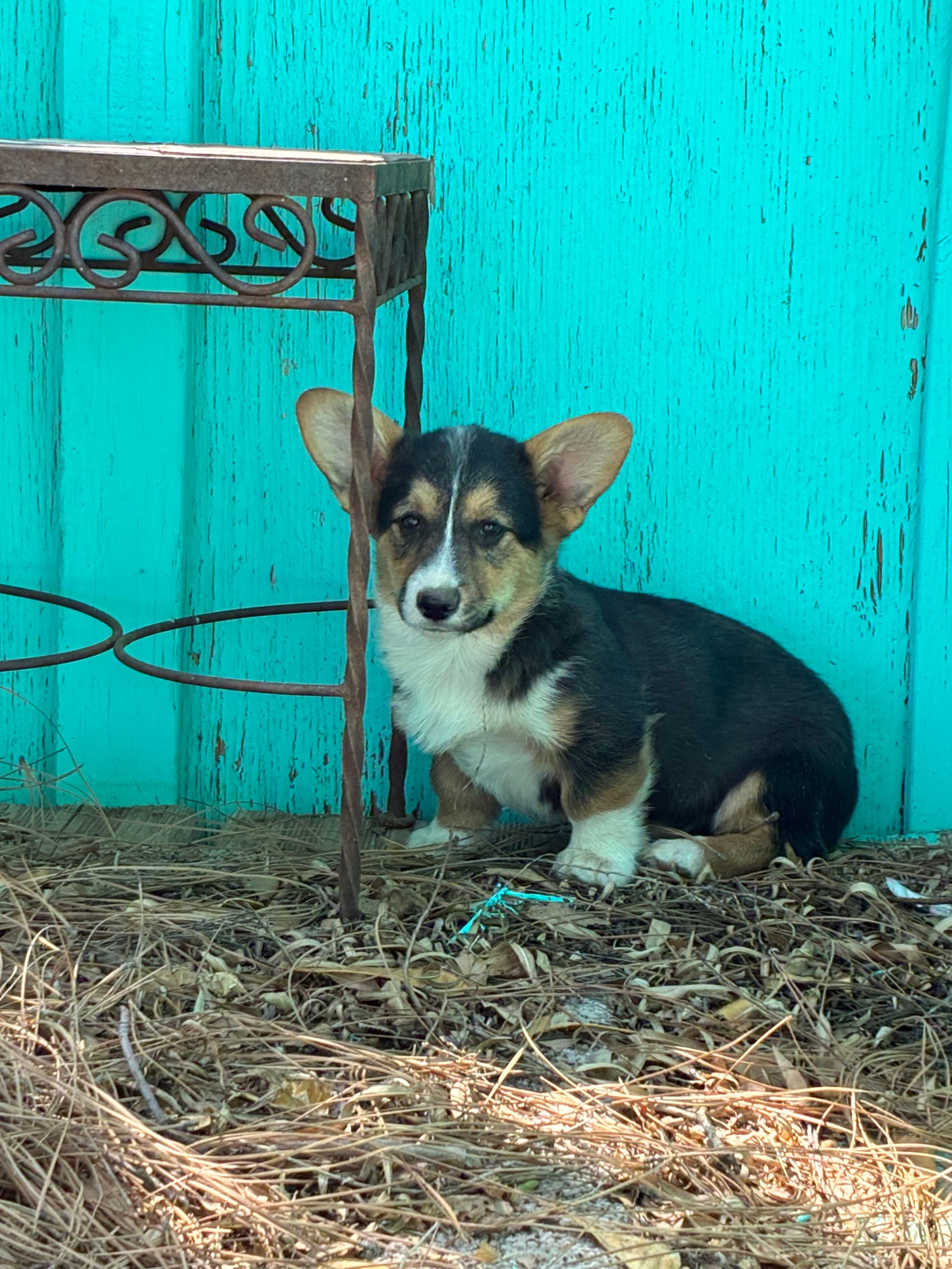 Ace – Pembroke Welsh Corgi puppy for sale in Clovis, NM