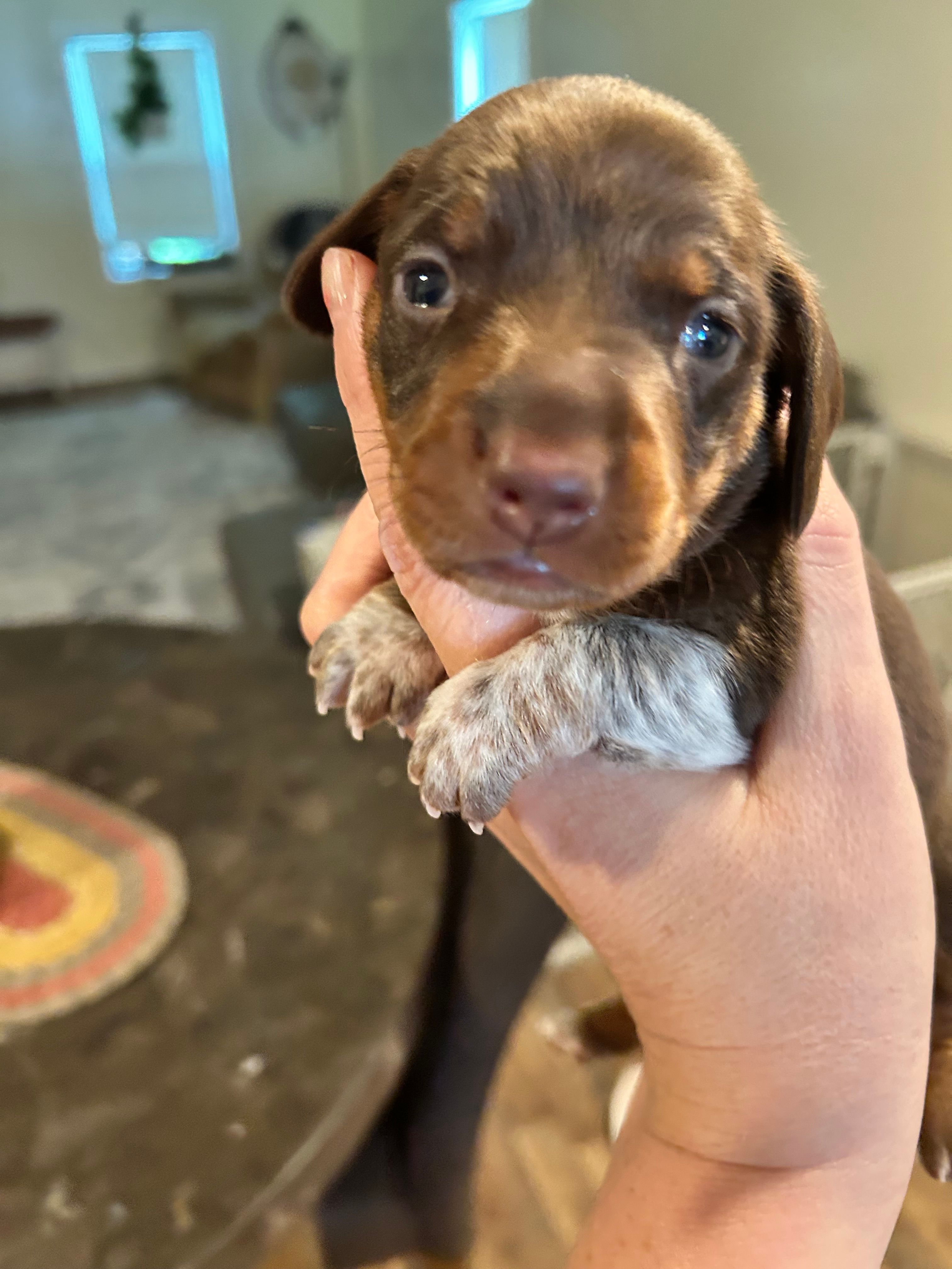 Cowboy – Miniature Dachshund puppy for sale in Bruceton, TN