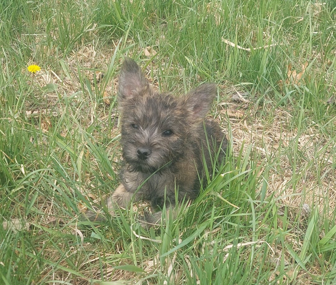Blue – Cairn Terrier puppy for sale in Bemidji, MN