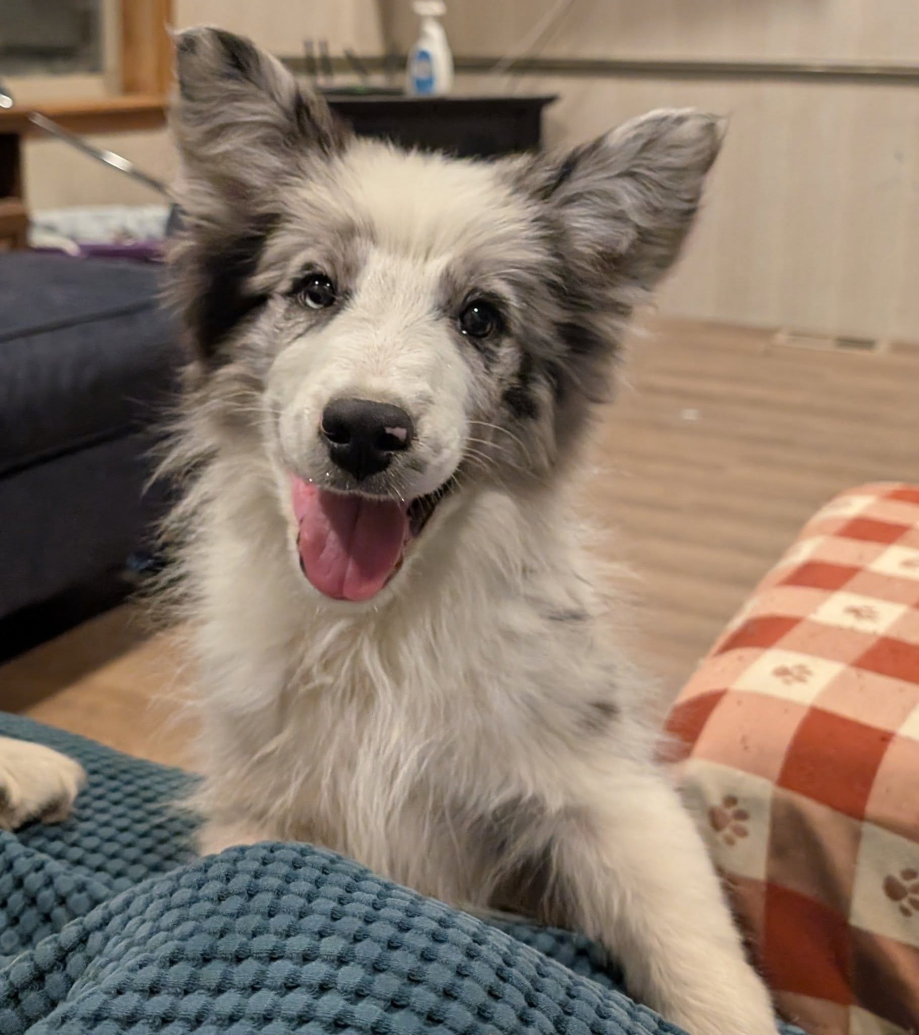Surge, Happenstance Flash Flood – Border Collie puppy for sale in Warden, WA