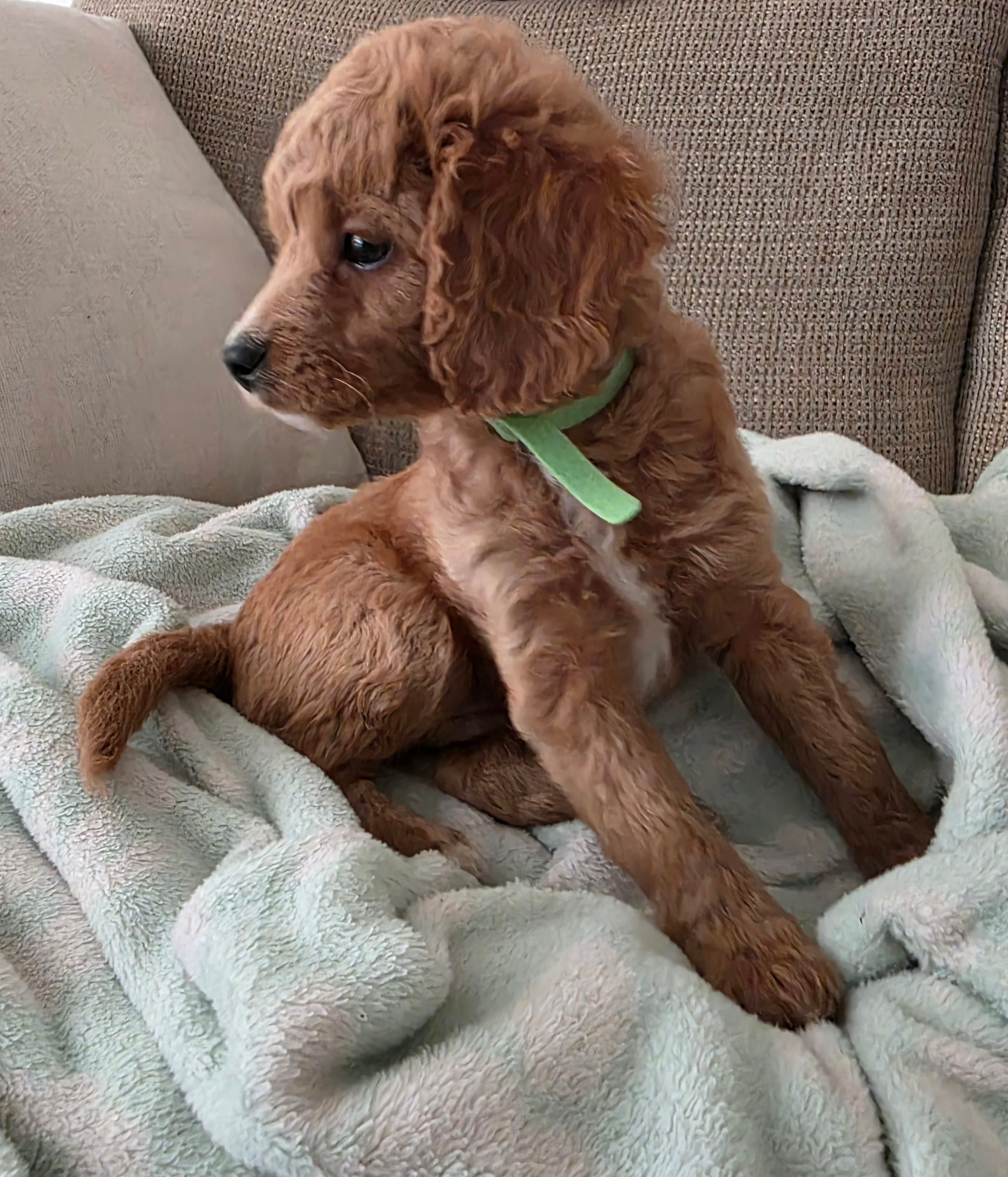 Bear – Cavapoo puppy for sale in Mount Dora, FL