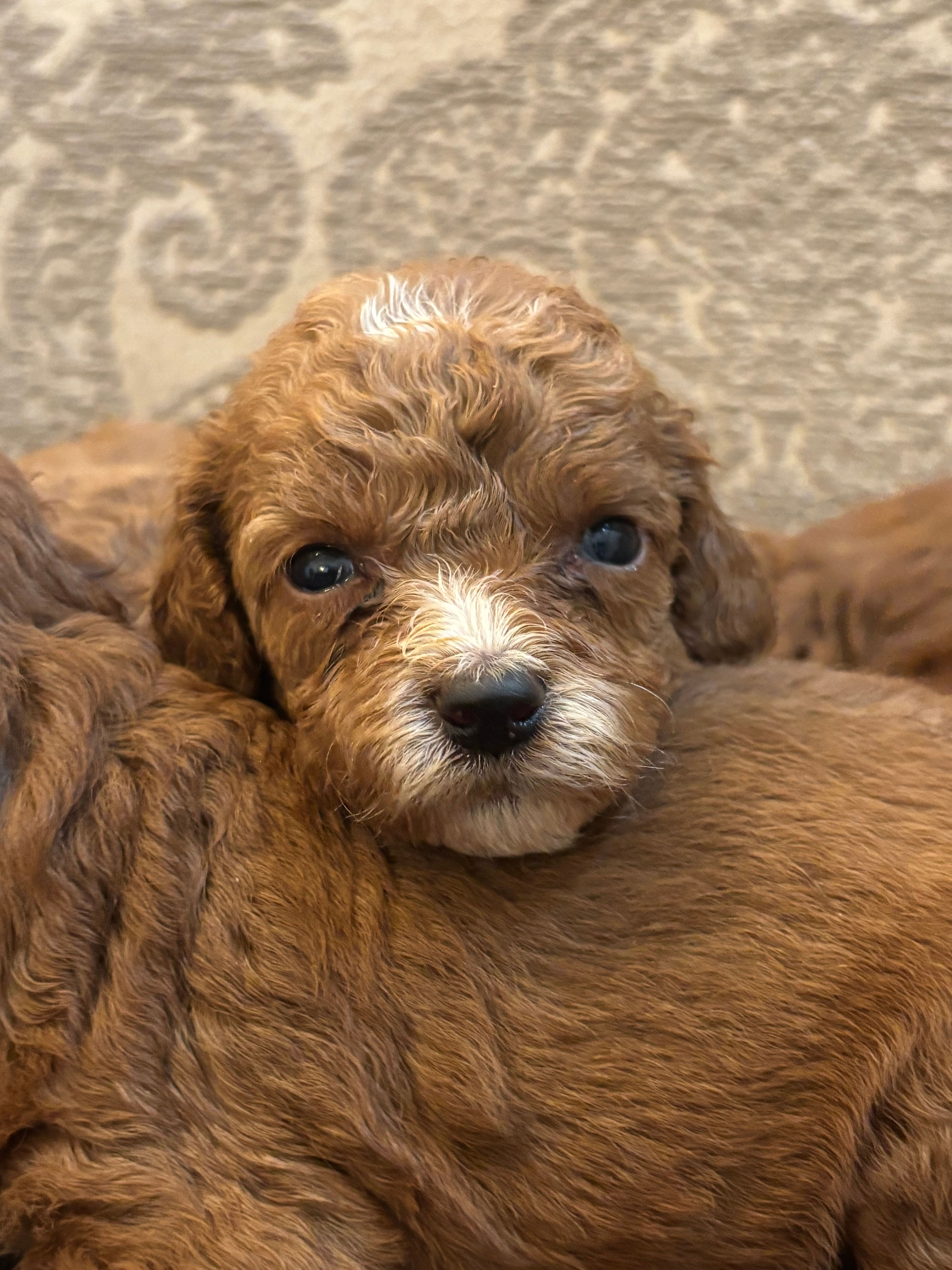 Cami – Miniature Goldendoodle puppy for sale in Chicago, IL