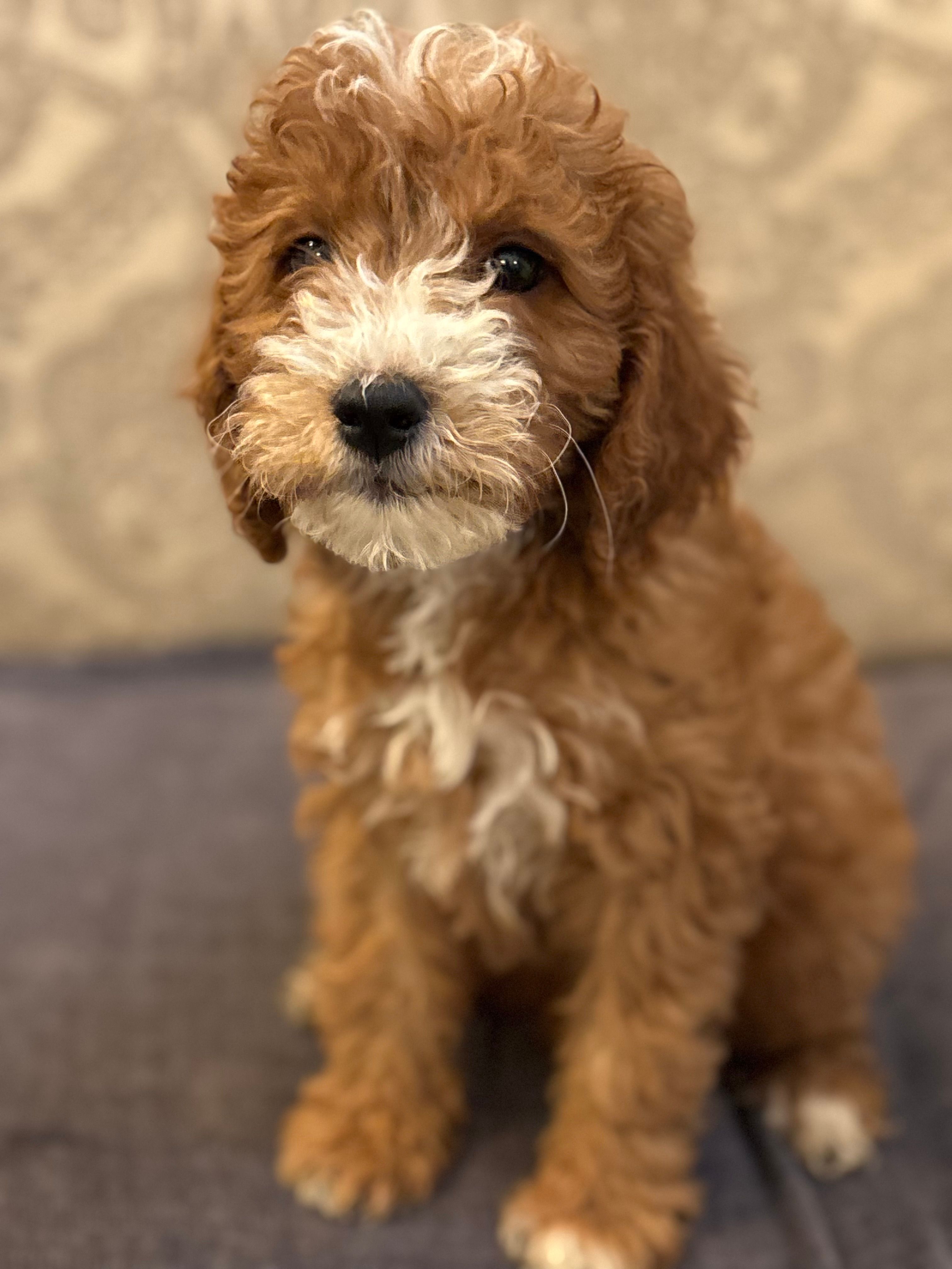 Nemo (free delivery to Chicago  – Miniature Goldendoodle puppy for sale in Chicago, IL