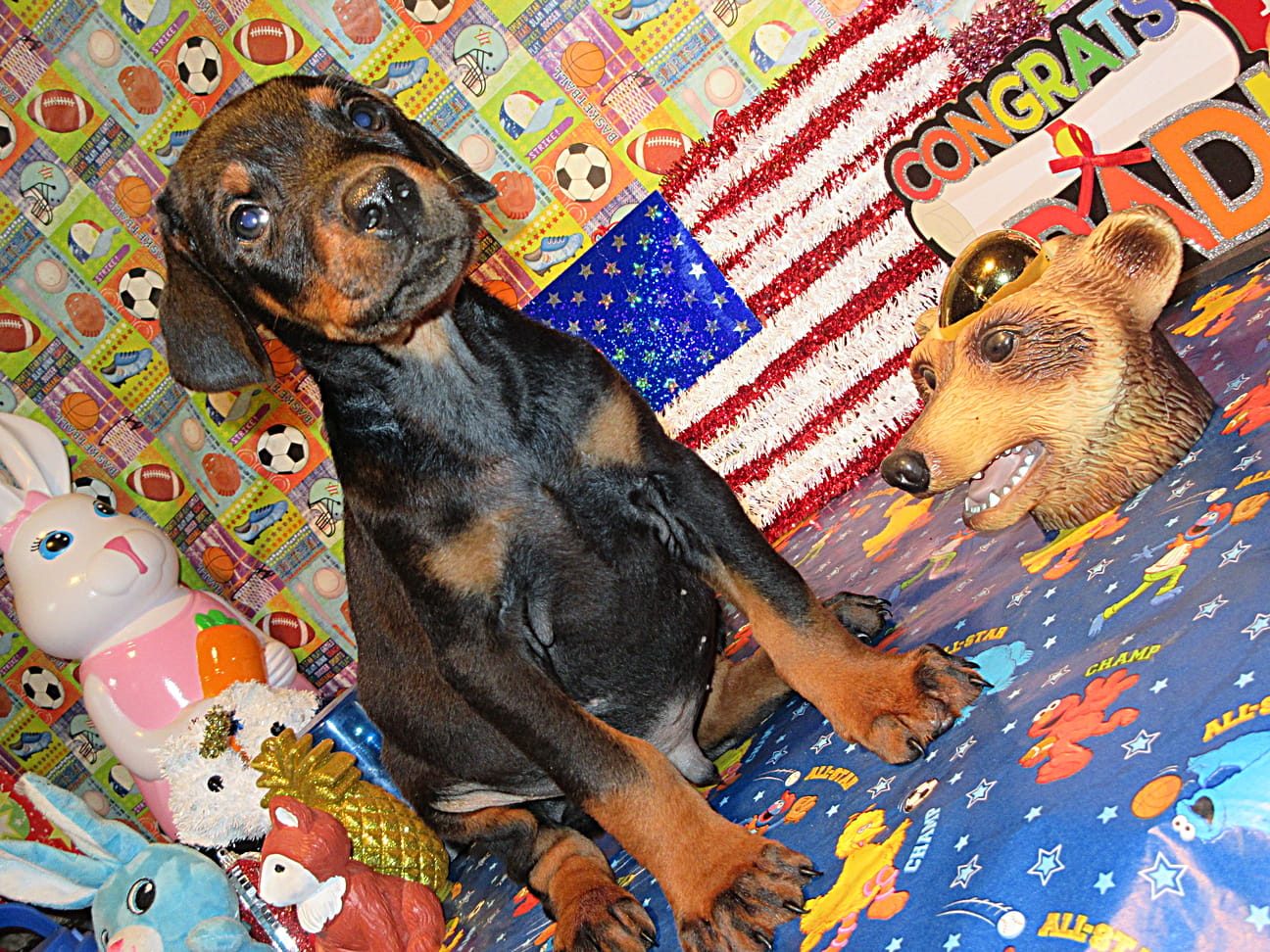 FREEWAY – Doberman Pinscher puppy for sale in London, KY