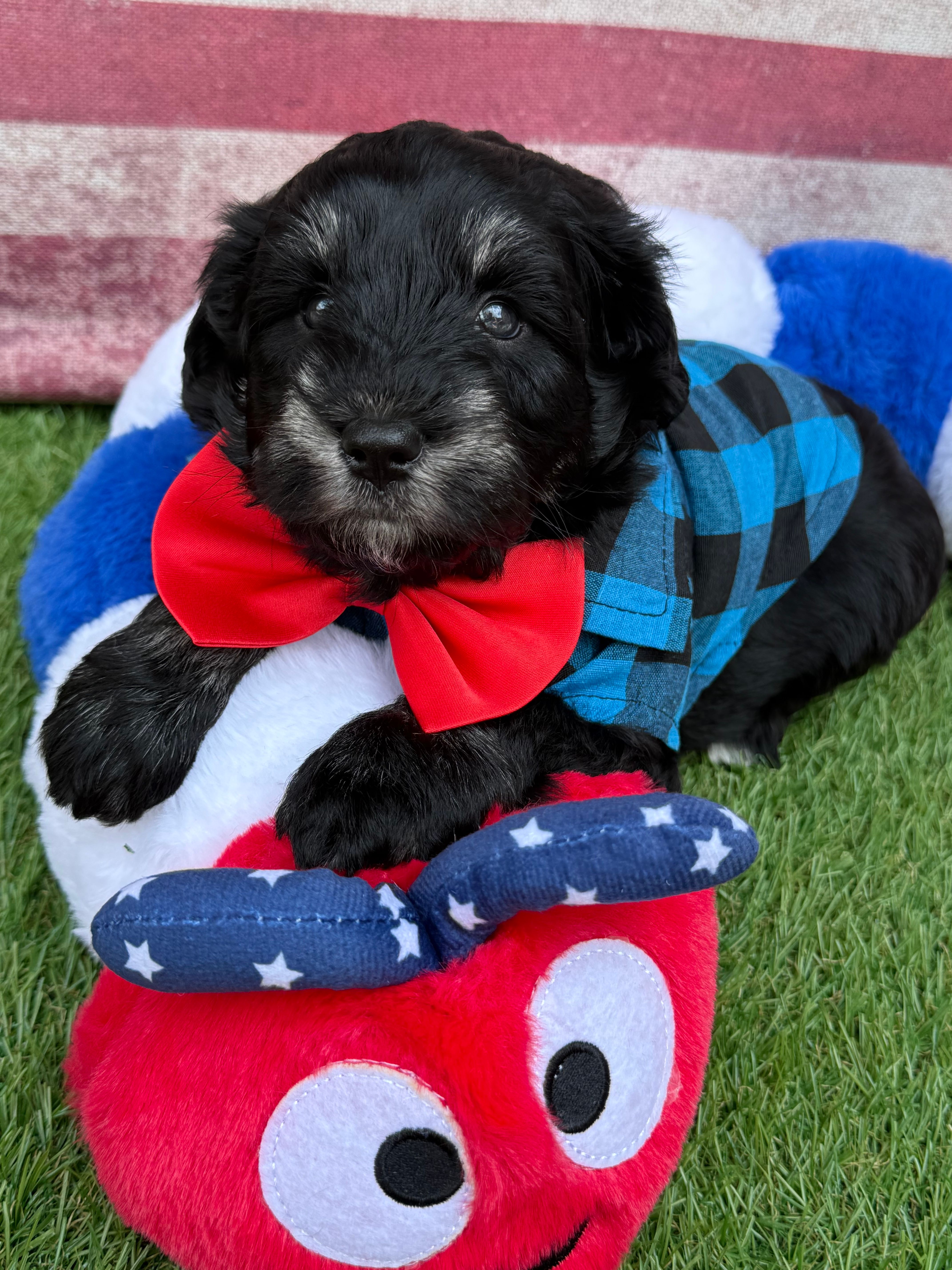 Tommy  – Miniature Schnauzer puppy for sale in Marrero, LA
