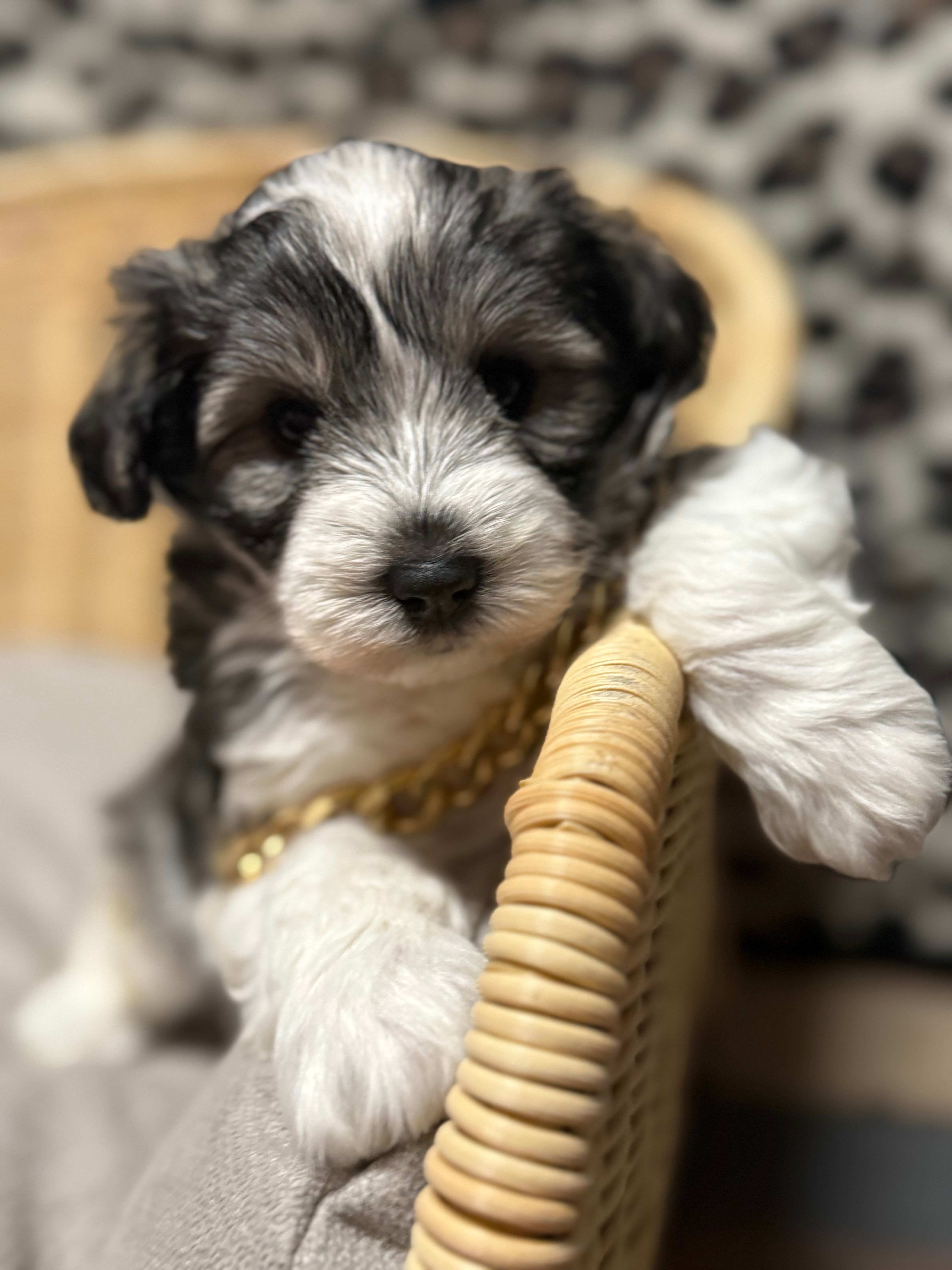 Chuckie – Miniature Schnauzer puppy for sale in Marrero, LA