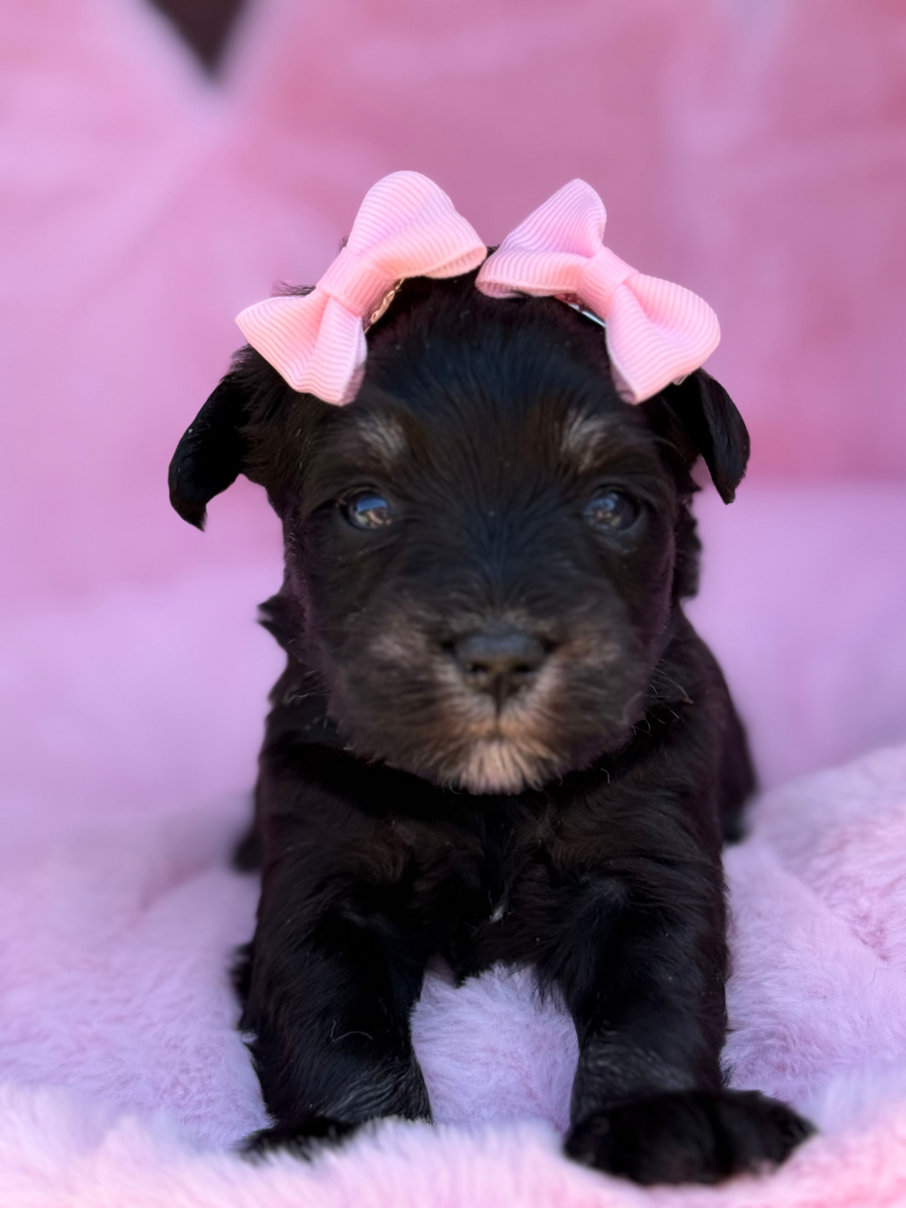 Lil Deville  – Miniature Schnauzer puppy for sale in Marrero, LA