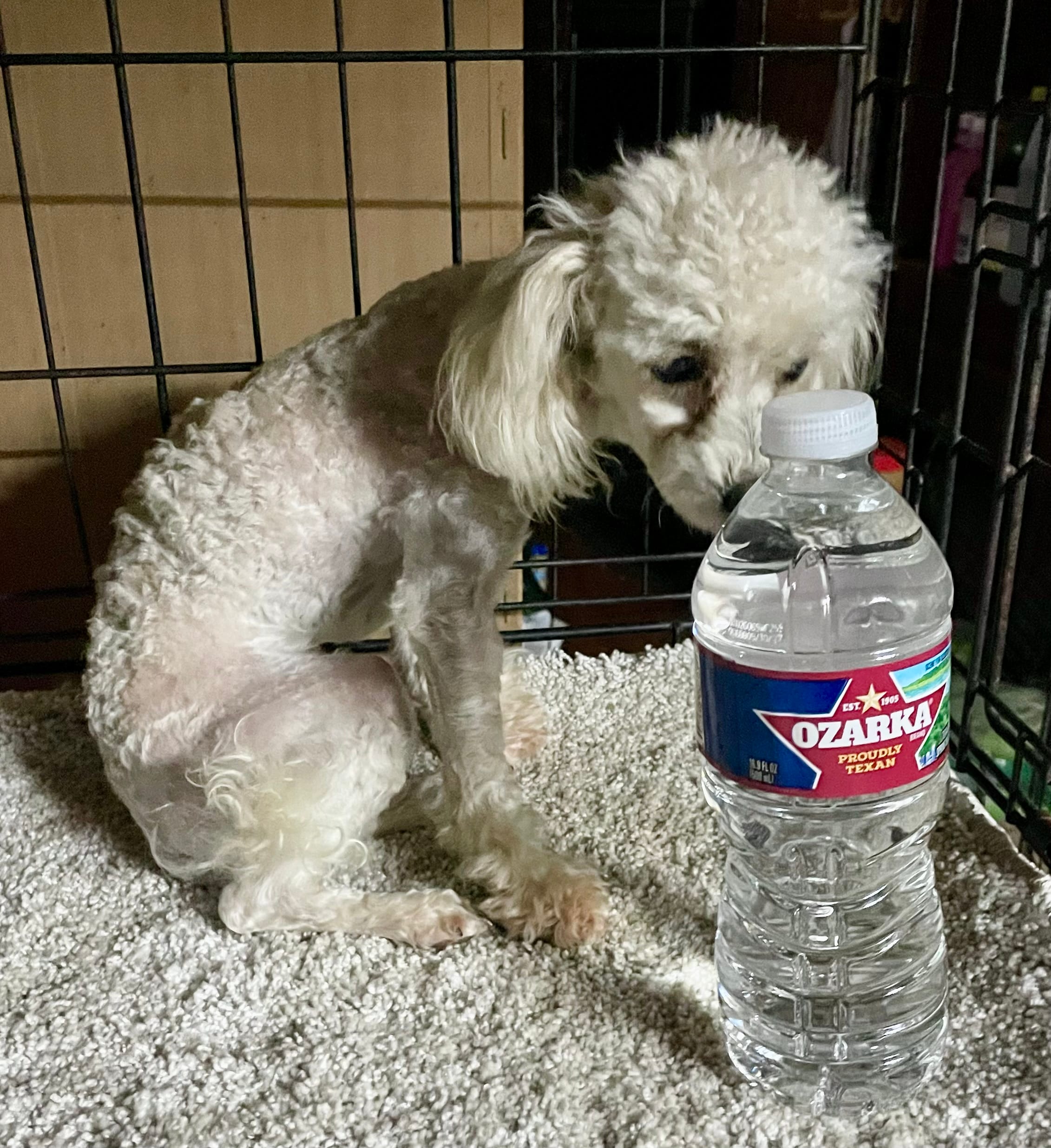 Little Angel – Poodle - Toy  puppy for sale in Judsonia, AR