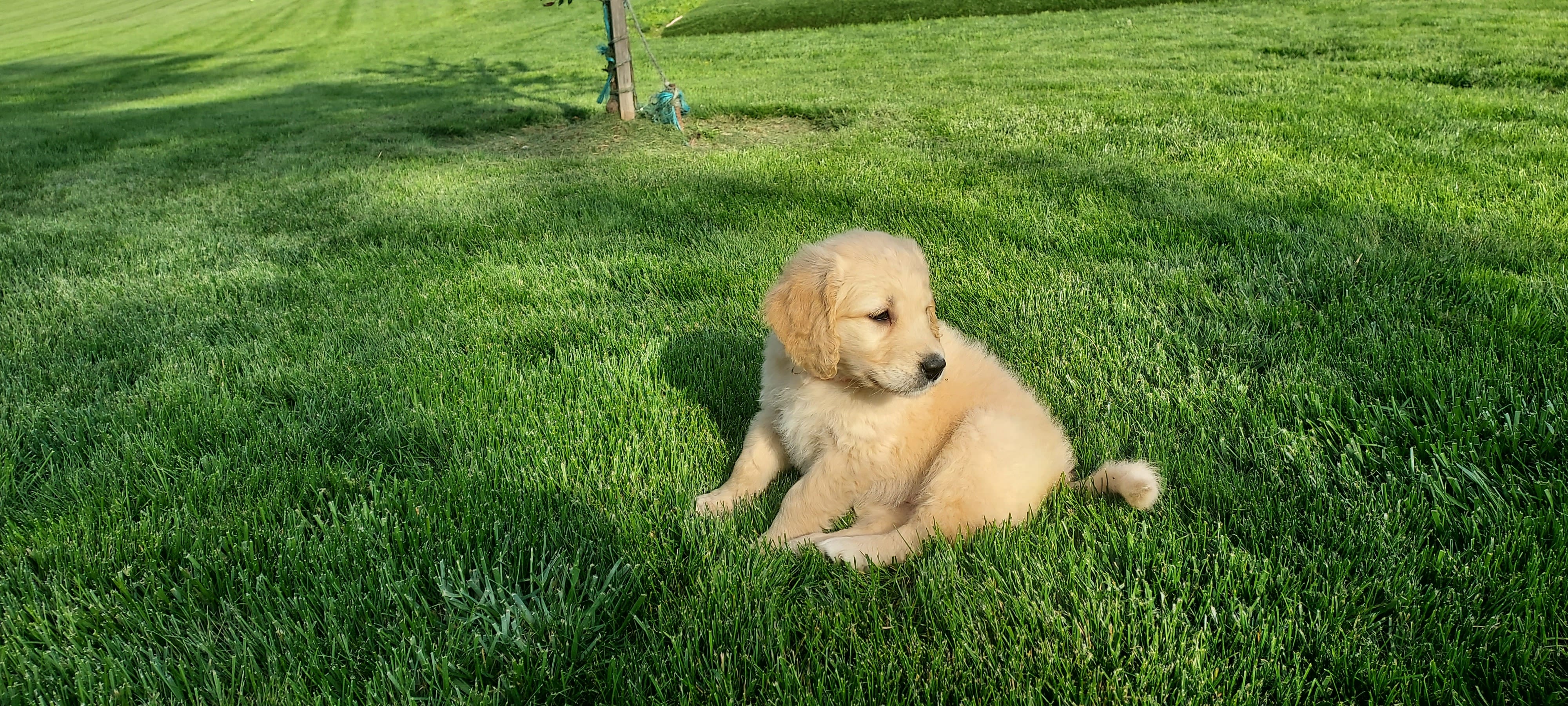 Lily  – Goldendoodle, Golden Retriever puppy for sale in Holmesville, OH