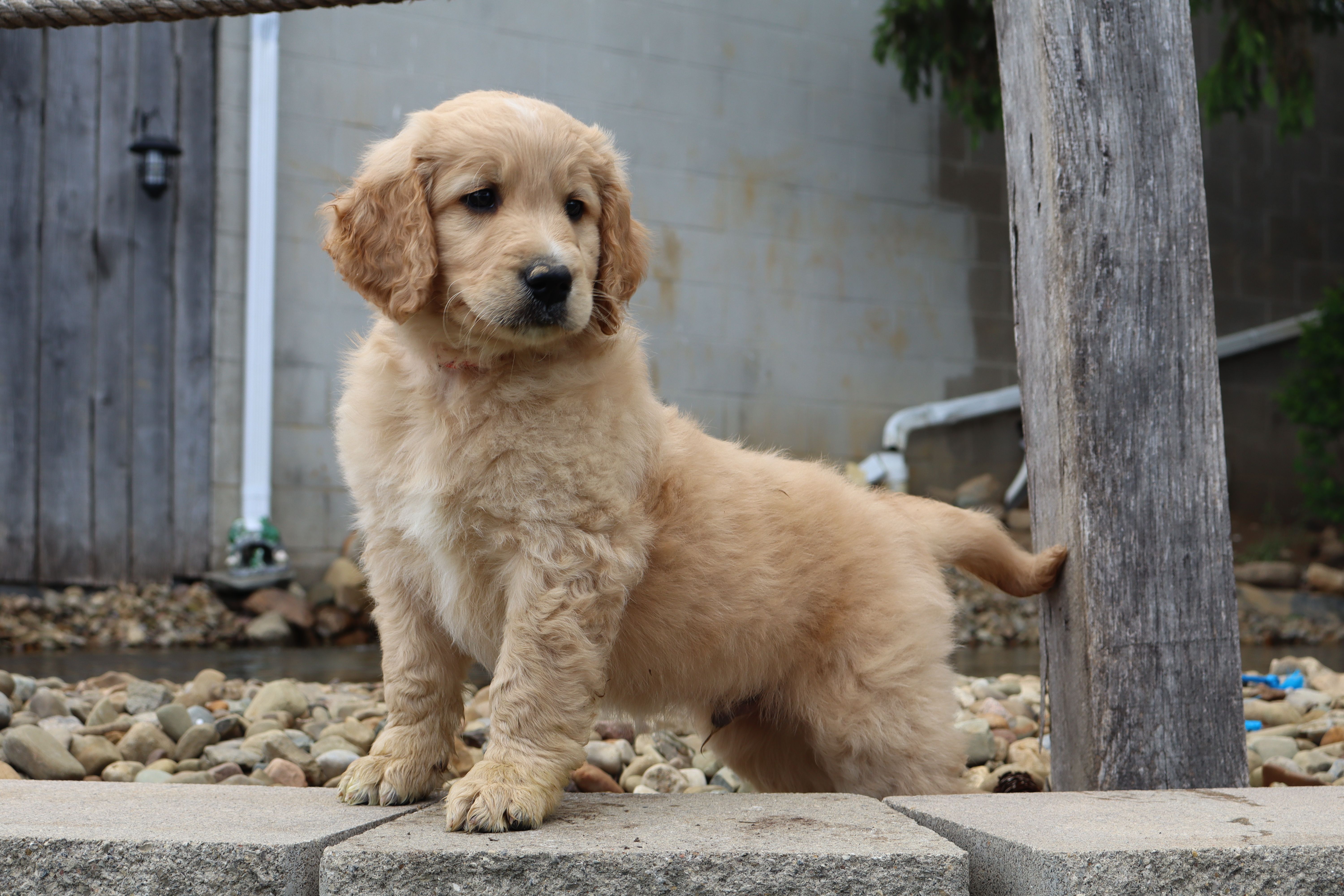 Lucky  – Goldendoodle, Golden Retriever puppy for sale in Holmesville, OH