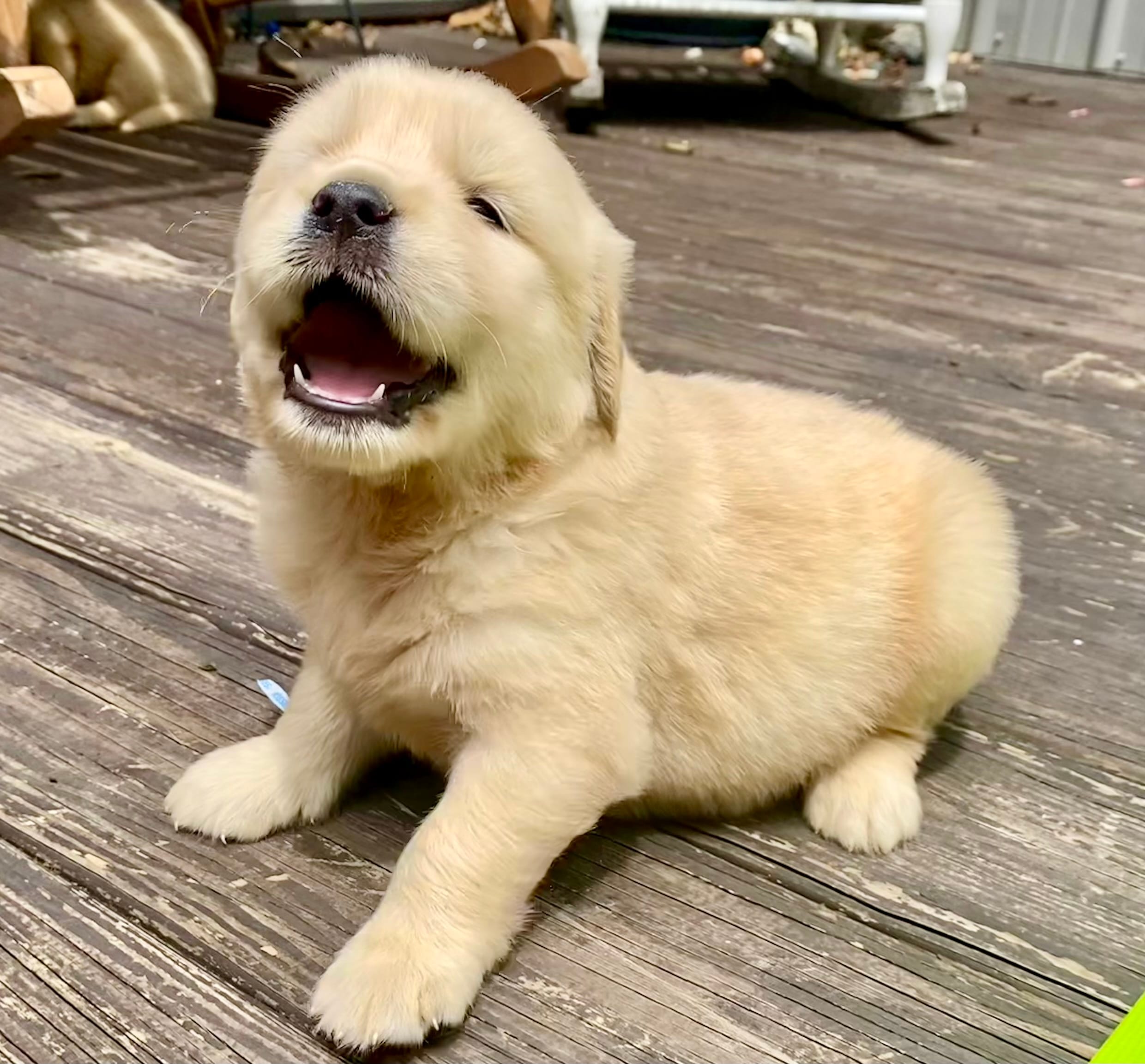 Arielle AKC- health guaranteed  – Golden Retriever puppy for sale in Carbondale, IL