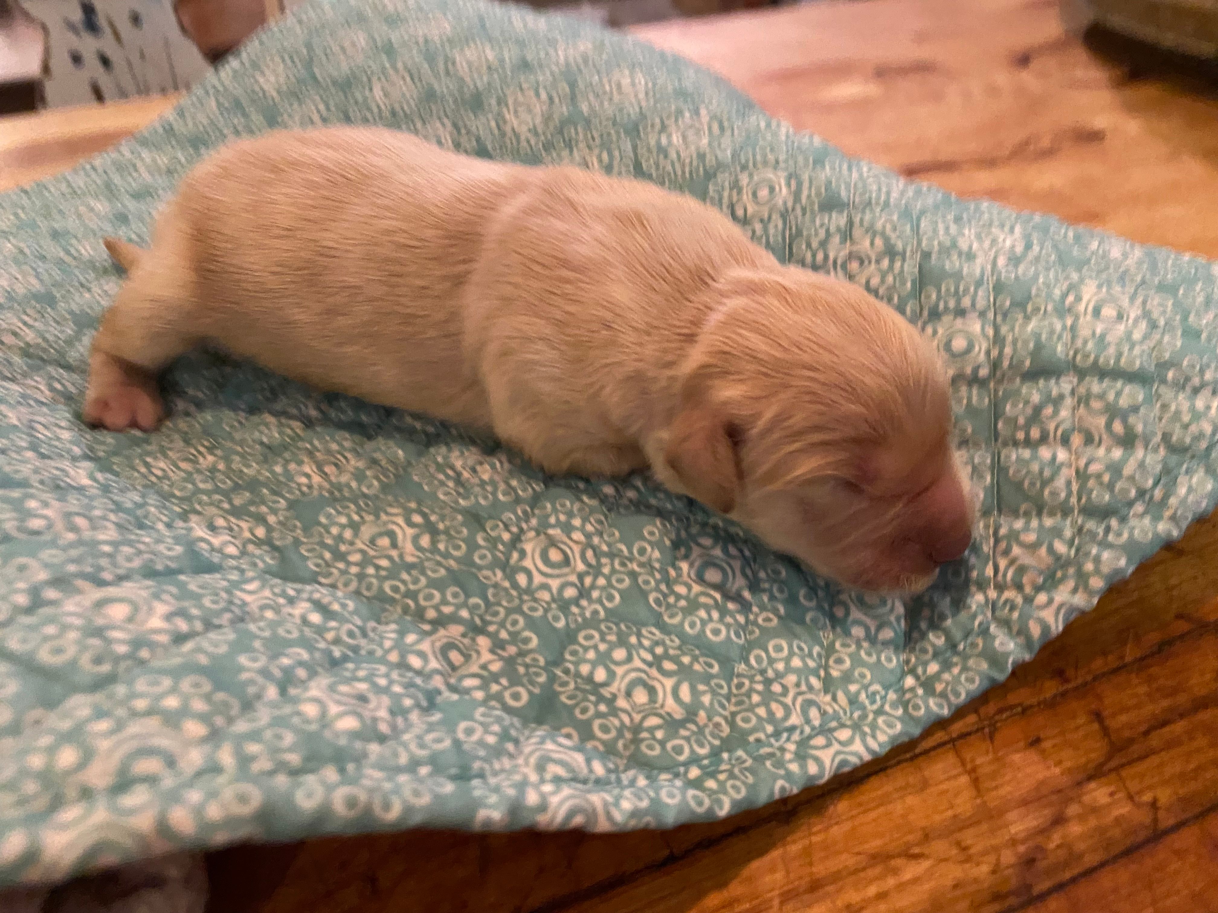 Arielle AKC – Golden Retriever puppy for sale in Carbondale, IL