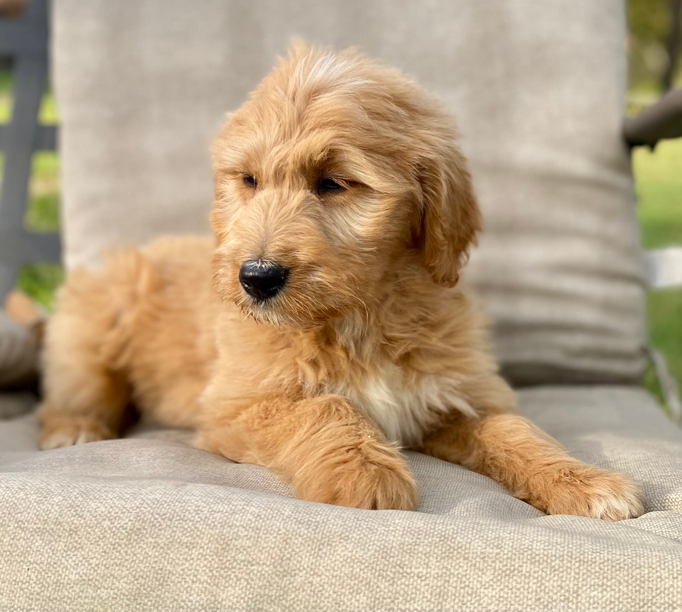 Jennifer Aniston – Goldendoodle puppy for sale in Carbondale, IL