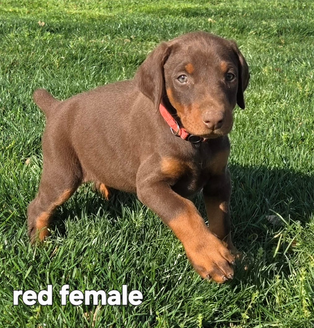 Red female 