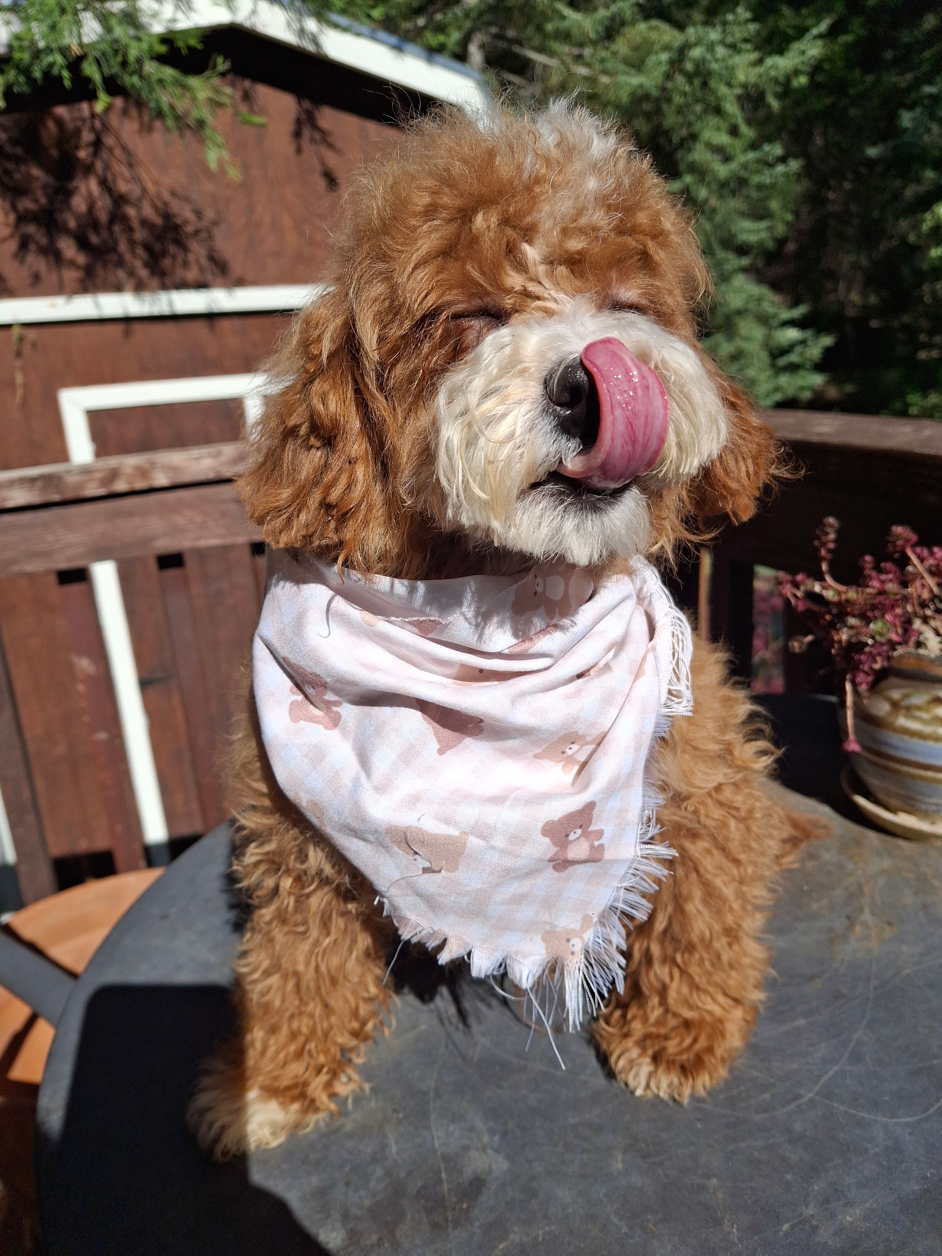 Clover – Cavapoo puppy for sale in Los Angeles, CA