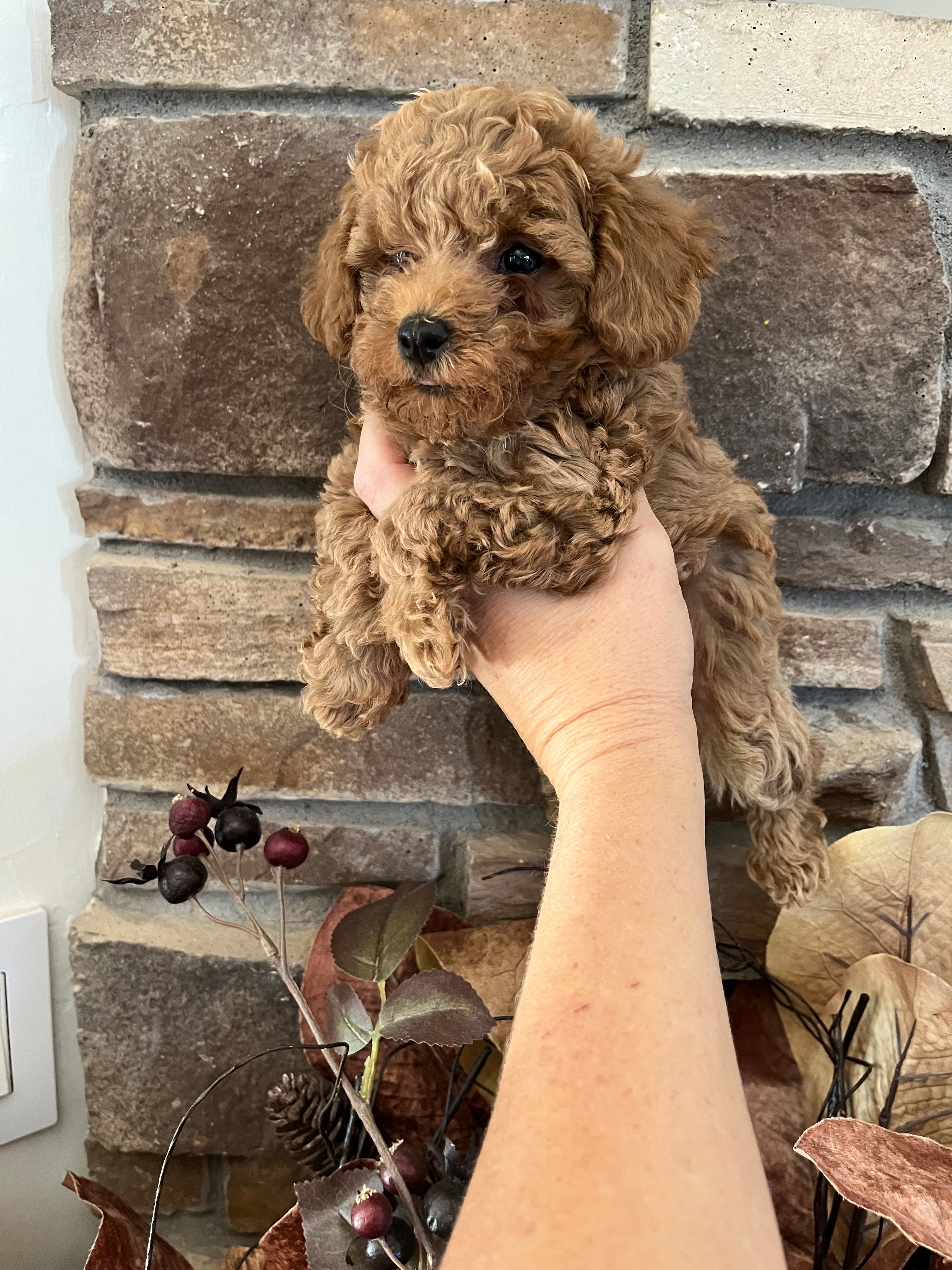 Mick – Poodle - Toy  puppy for sale in Black Canyon City, AZ