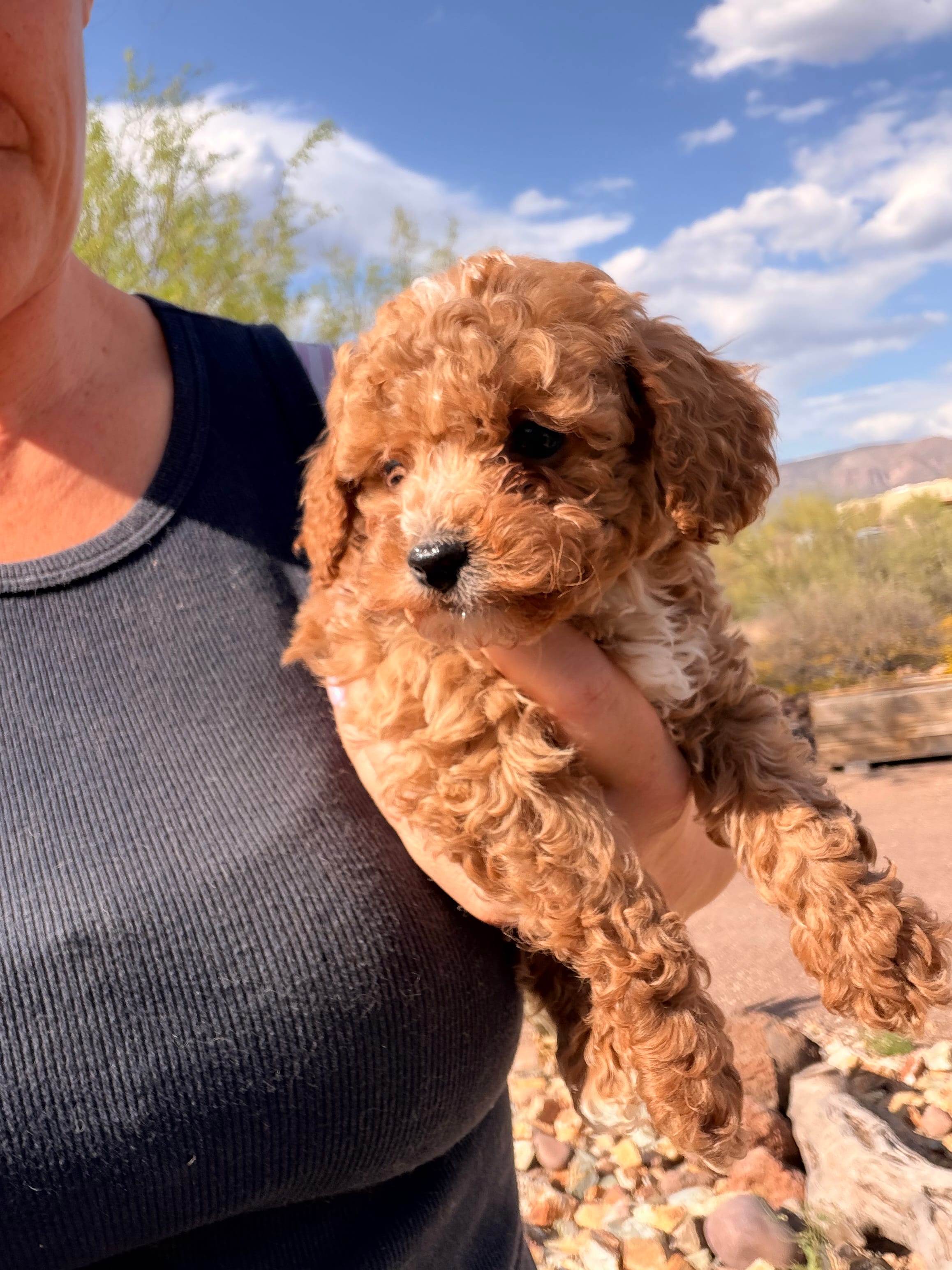 Cheeto – Poodle - Toy  puppy for sale in Black Canyon City, AZ