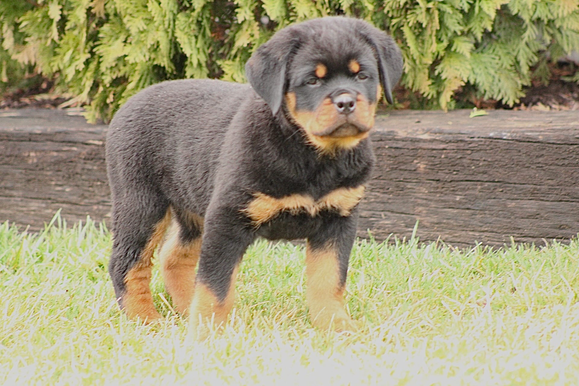 Honey bunch – Rottweiler puppy for sale in Newville, PA