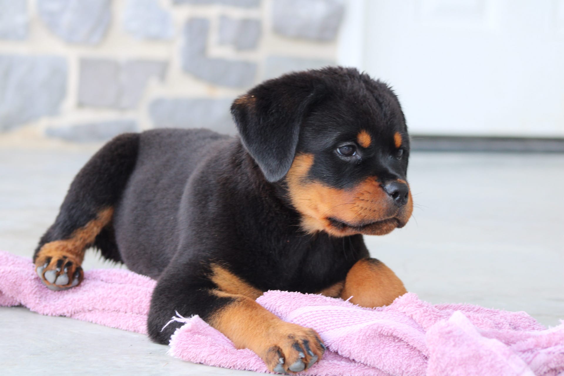 Molly – Rottweiler puppy for sale in Newville, PA
