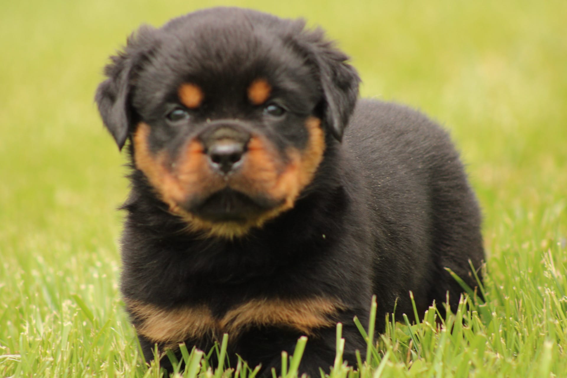 Shon – Rottweiler puppy for sale in Newville, PA