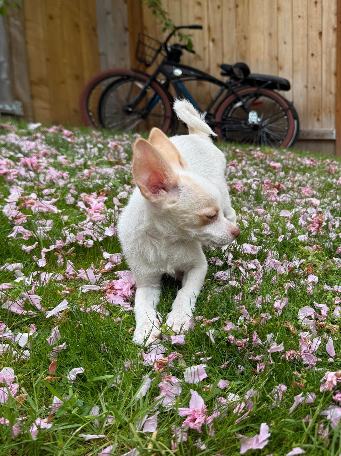 Kaysa  – Chihuahua puppy for sale in Snohomish, WA