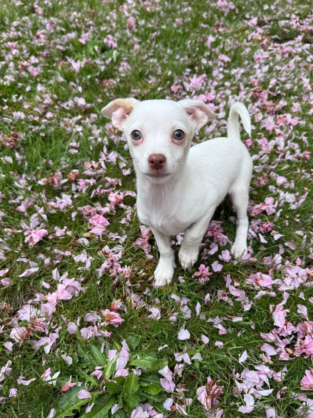 Max – Chihuahua puppy for sale in Snohomish, WA