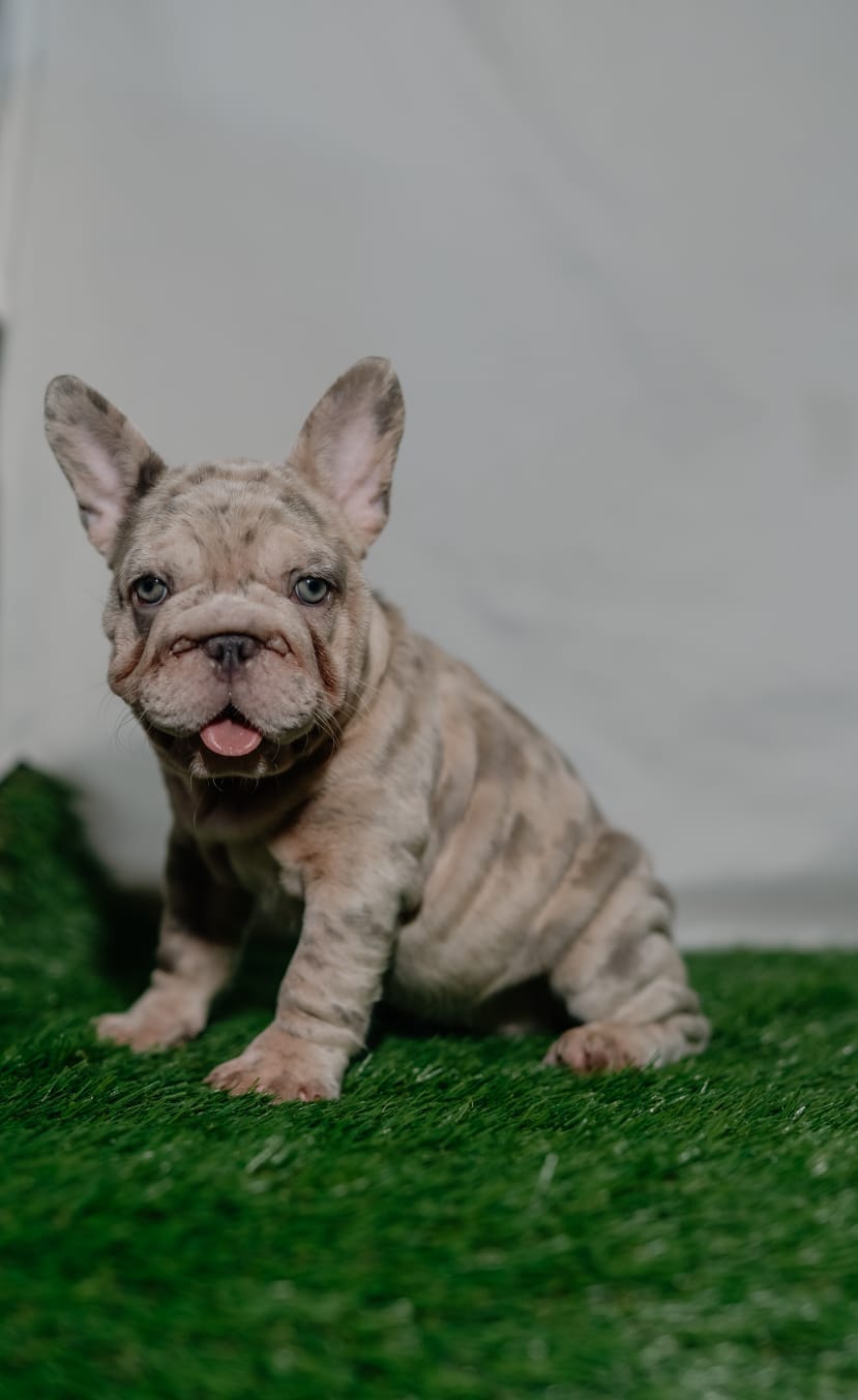 Kahia – French Bulldog puppy for sale in Snohomish, WA