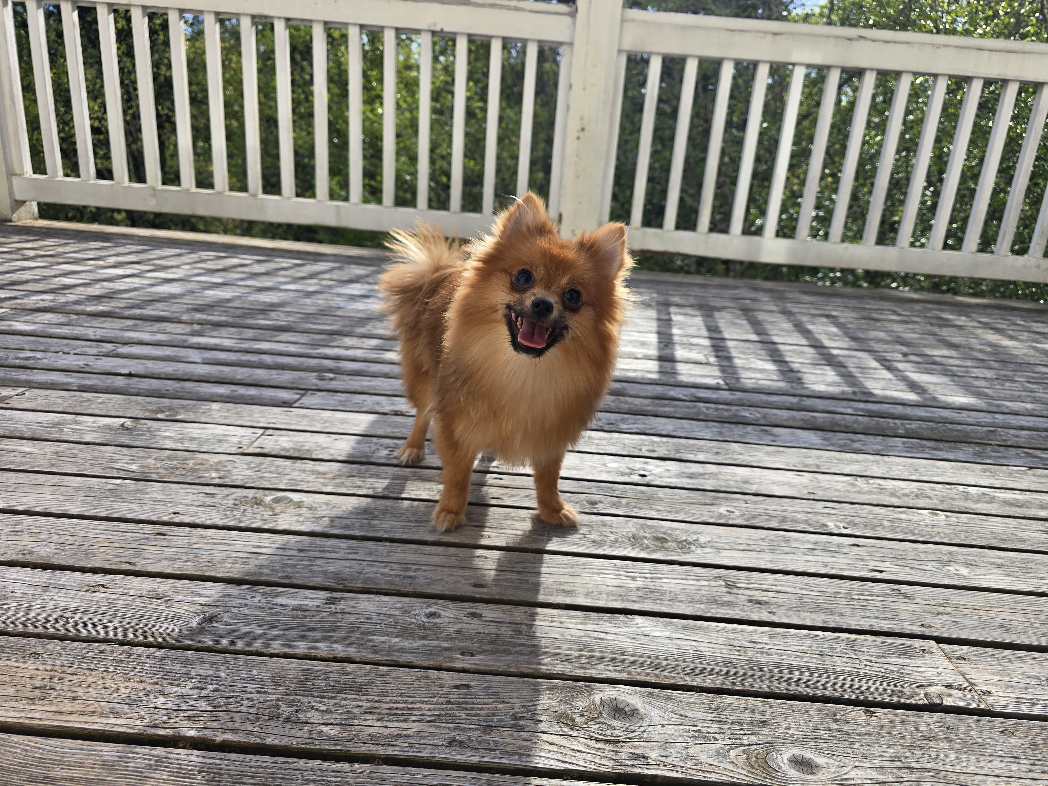 Ada – Pomeranian puppy for sale in Snohomish, WA