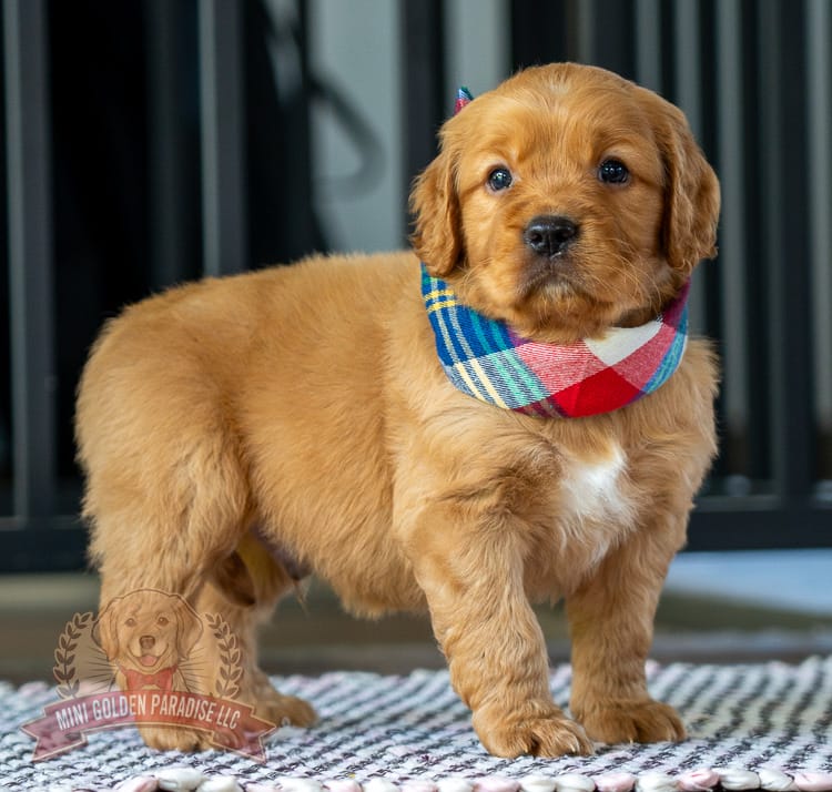 Mako – Miniature Golden Retriever puppy for sale in Sugarcreek, OH