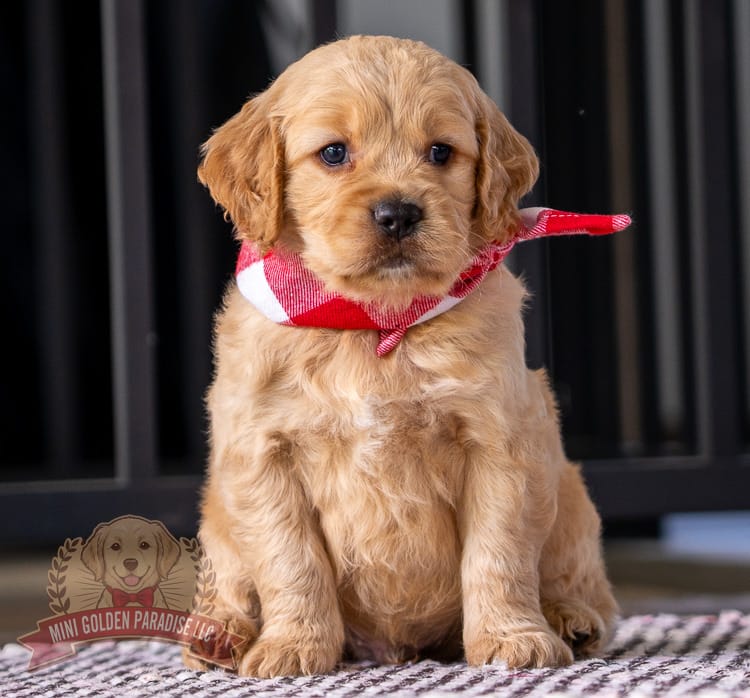 Max – Miniature Golden Retriever puppy for sale in Sugarcreek, OH