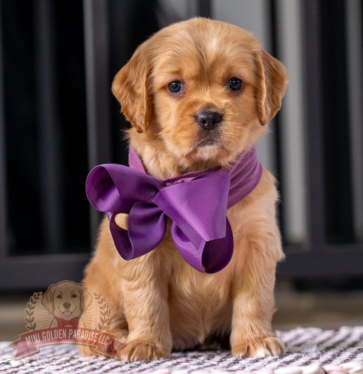 Mini – Miniature Golden Retriever puppy for sale in Sugarcreek, OH