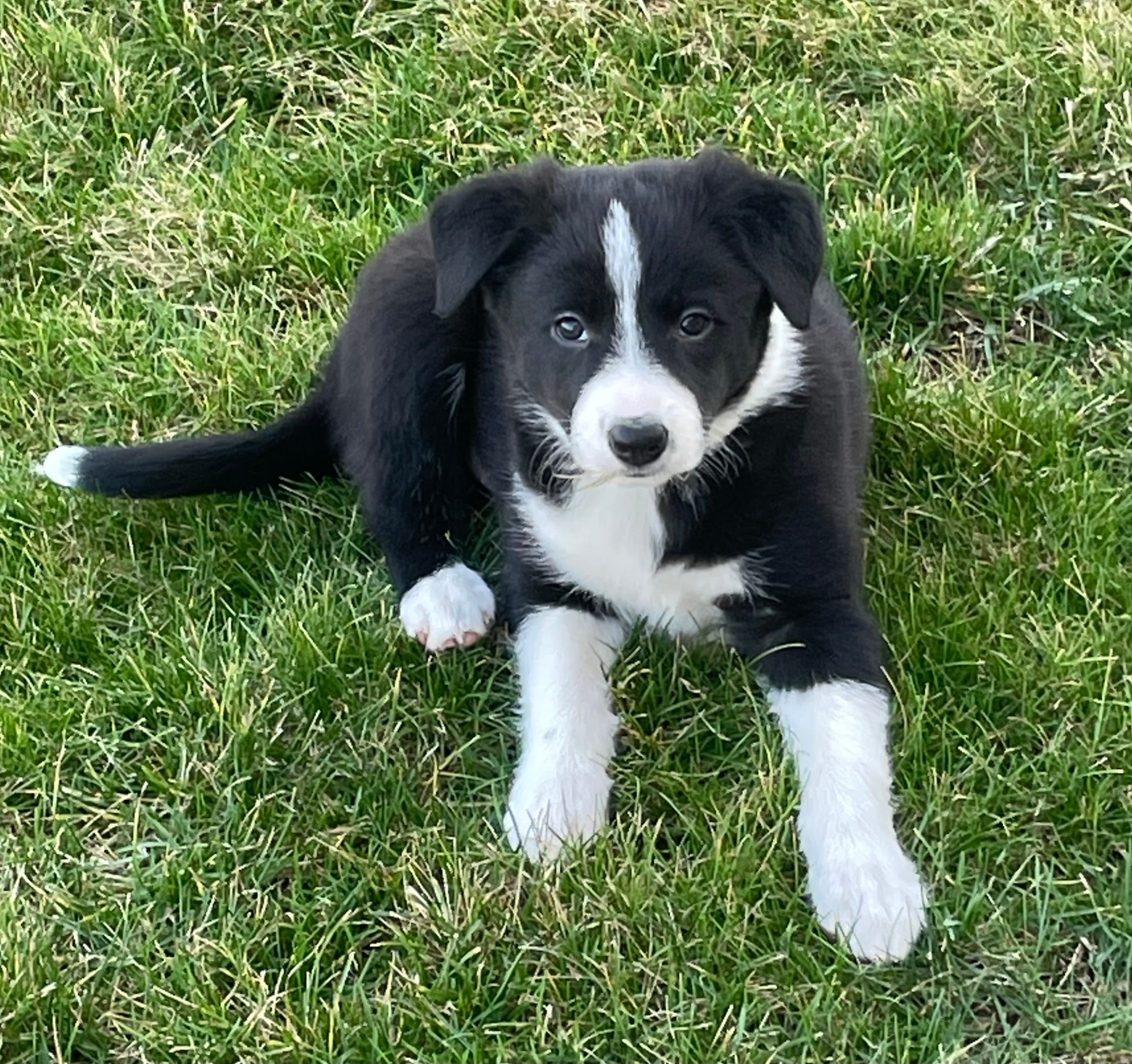 Chelsea – Border Collie puppy for sale in Sugarcreek, OH