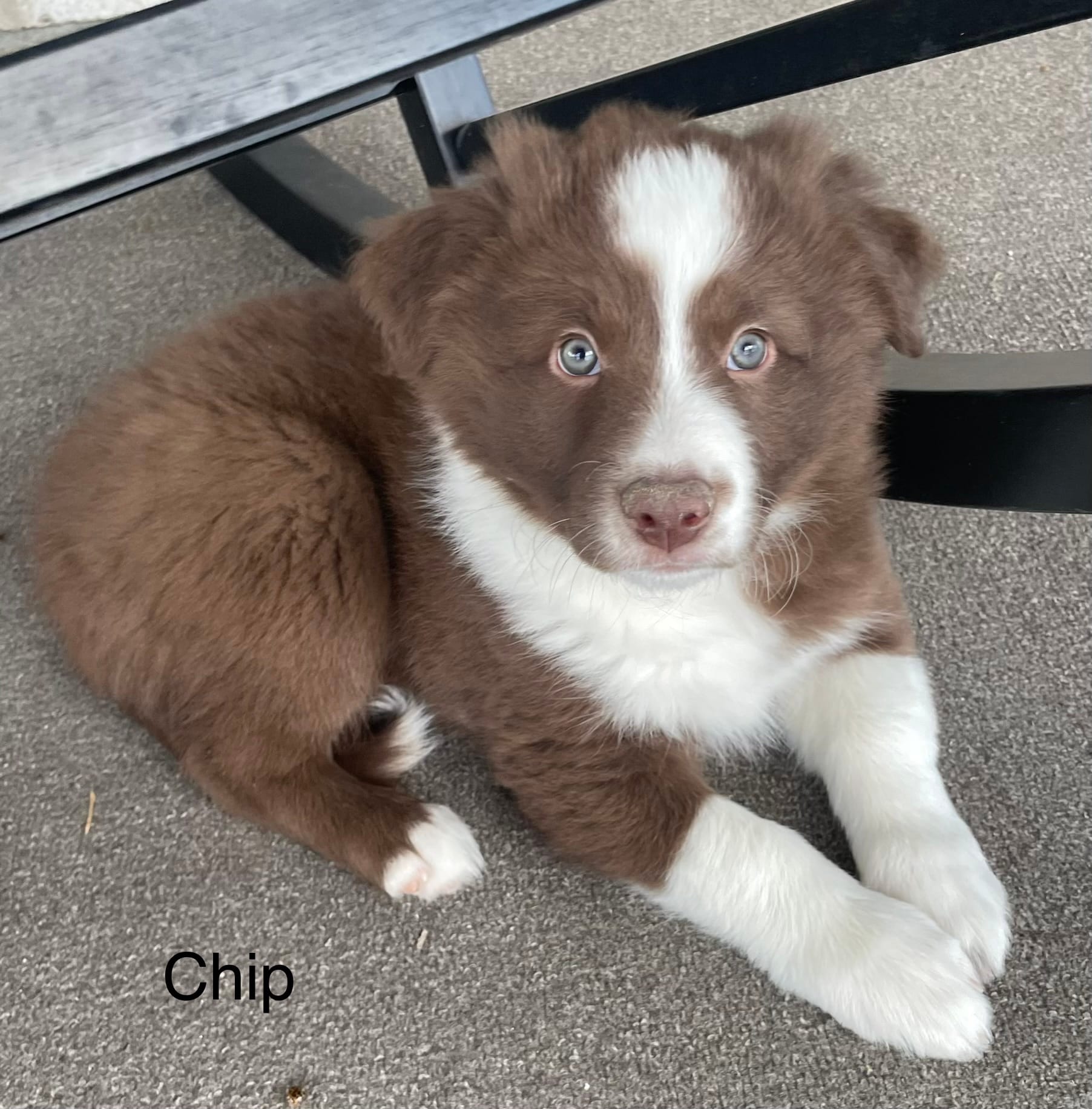 Chip – Border Collie puppy for sale in Sugarcreek, OH